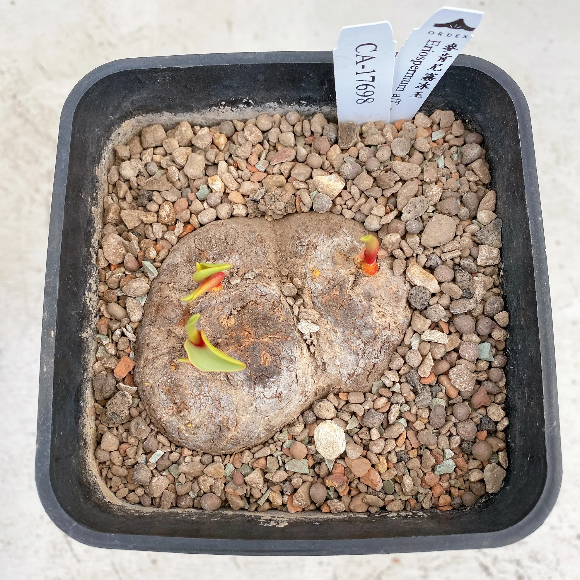 三頭麥肯尼霧冰玉 Eriospermum aff. mackenii CA-17698