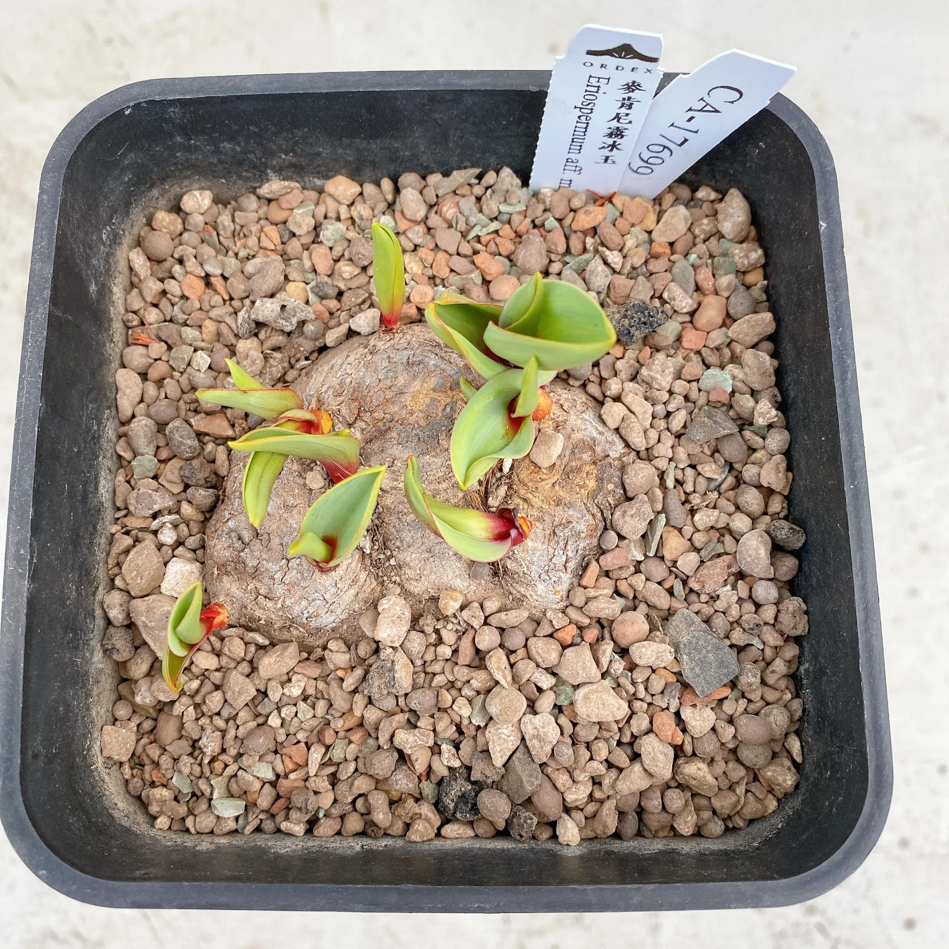 三頭麥肯尼霧冰玉 Eriospermum aff. mackenii CA-17699