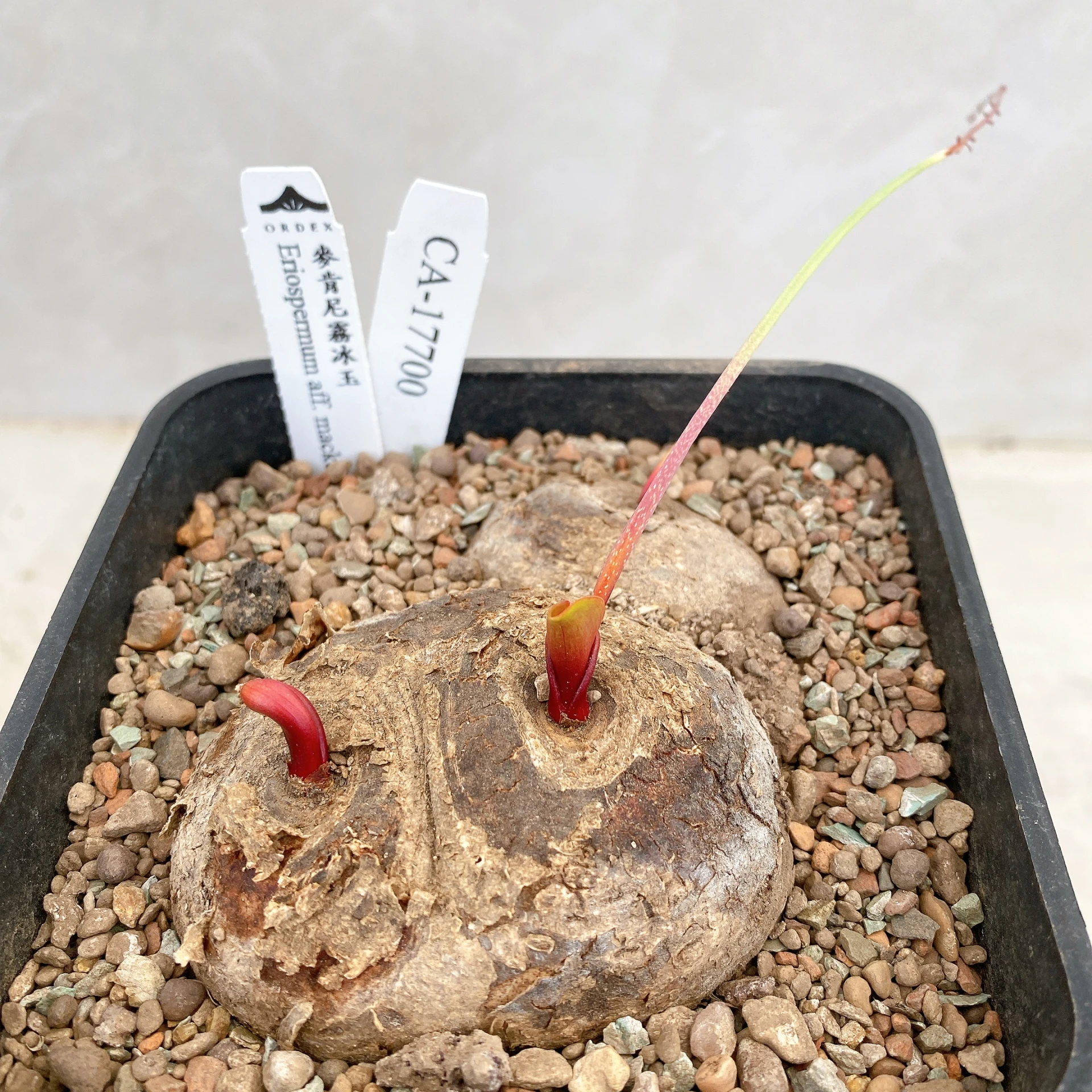三頭麥肯尼霧冰玉 Eriospermum aff. mackenii CA-17700