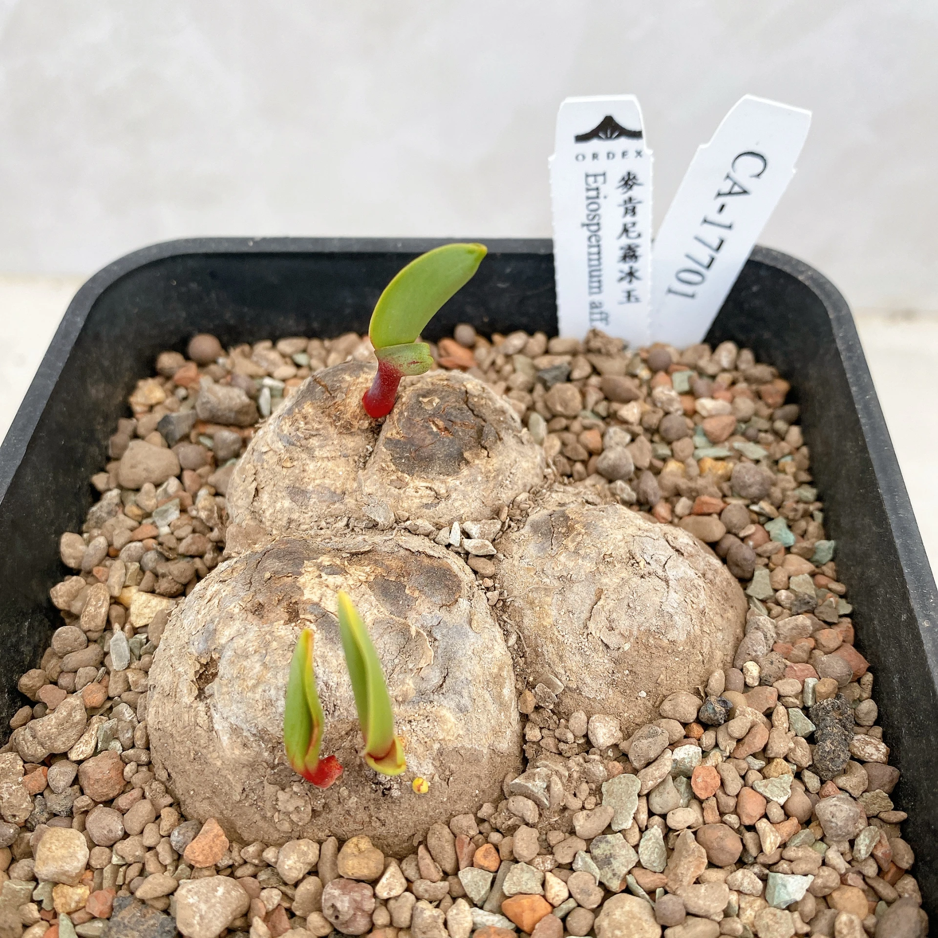 三頭麥肯尼霧冰玉 Eriospermum aff. mackenii CA-17701