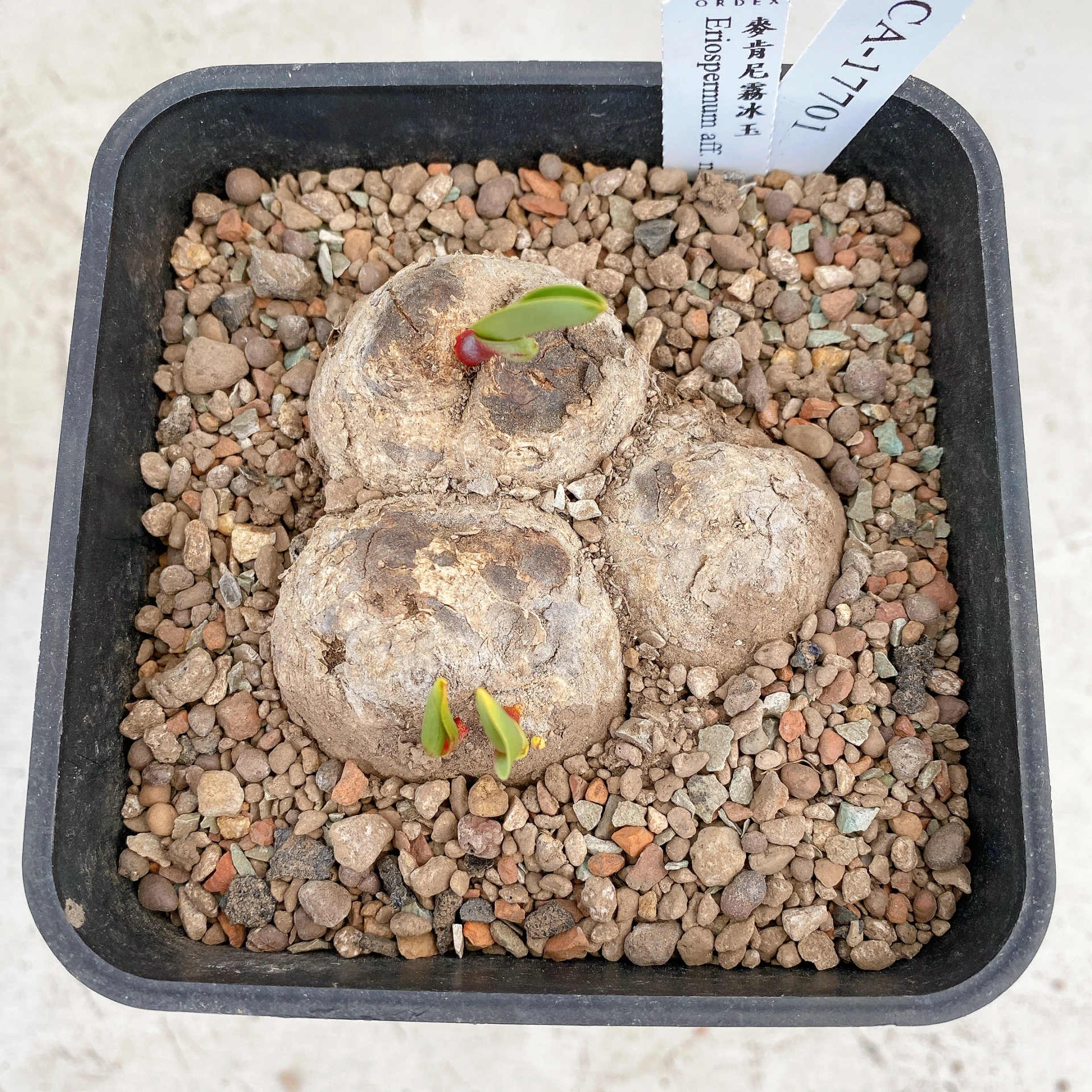 三頭麥肯尼霧冰玉 Eriospermum aff. mackenii CA-17701