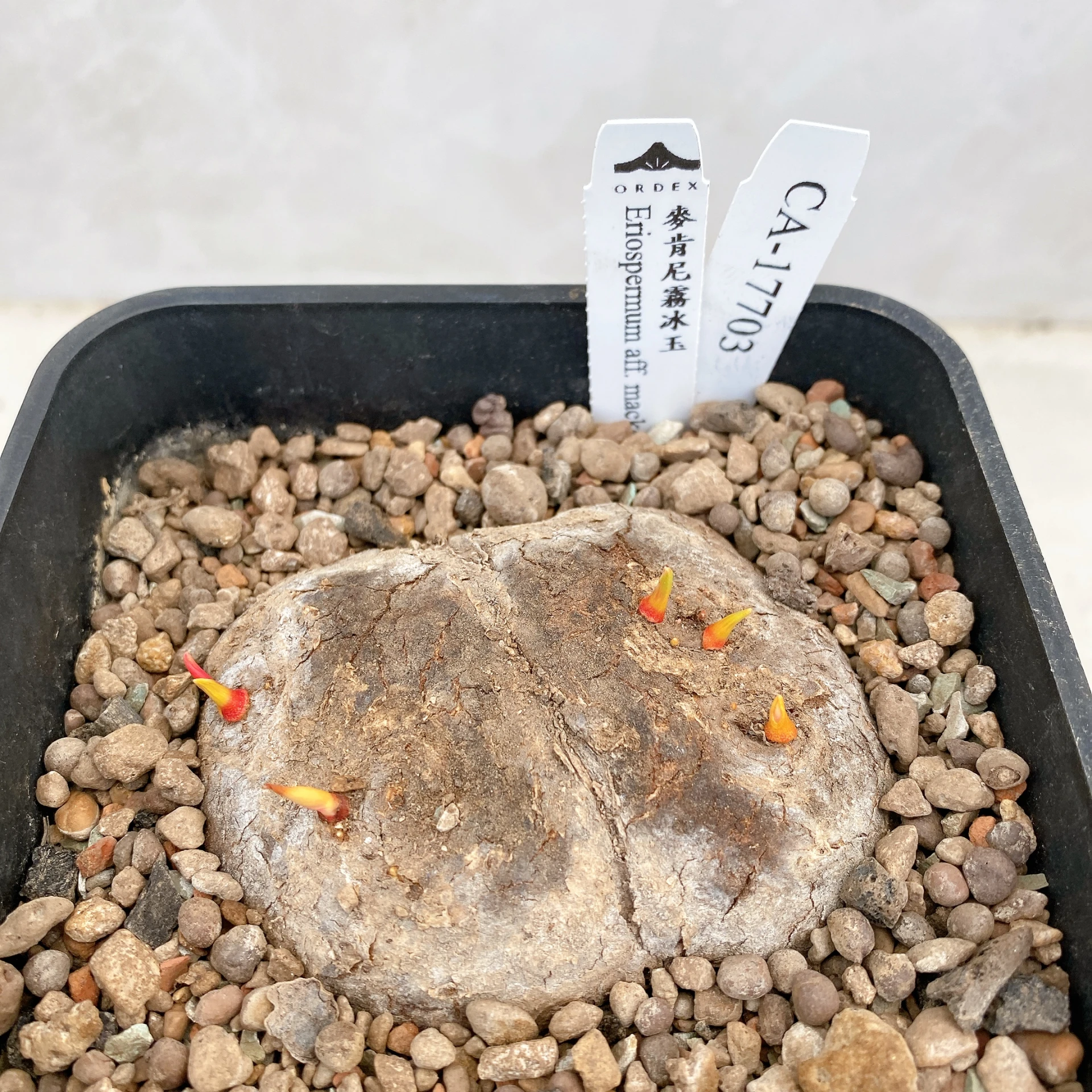 三頭麥肯尼霧冰玉 Eriospermum aff. mackenii CA-17703