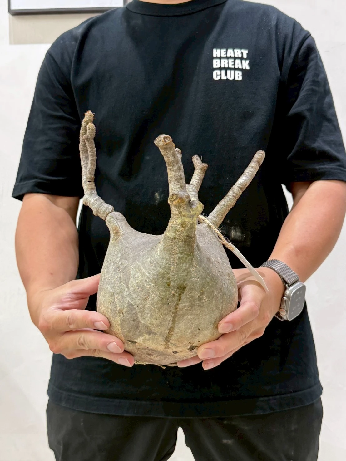 CA-18743 象牙宮 Pachypodium rosulatum var. gracilius 2026-07-09