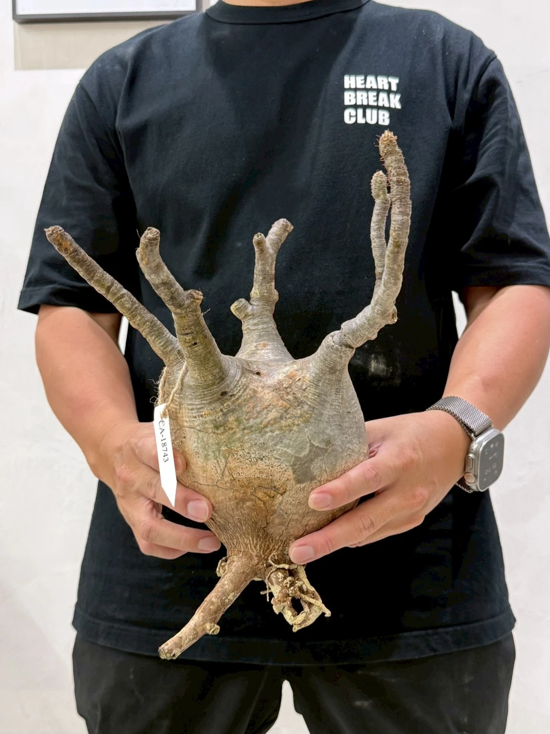 CA-18743 象牙宮 Pachypodium rosulatum var. gracilius 2026-07-09