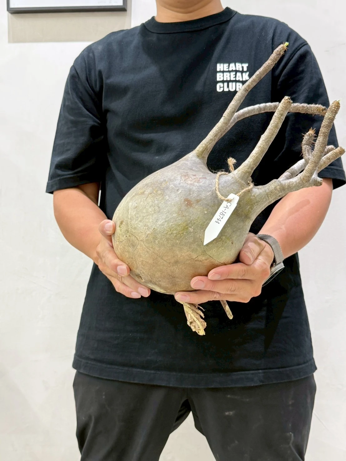 CA-18744 象牙宮 Pachypodium rosulatum var. gracilius 2026-07-09