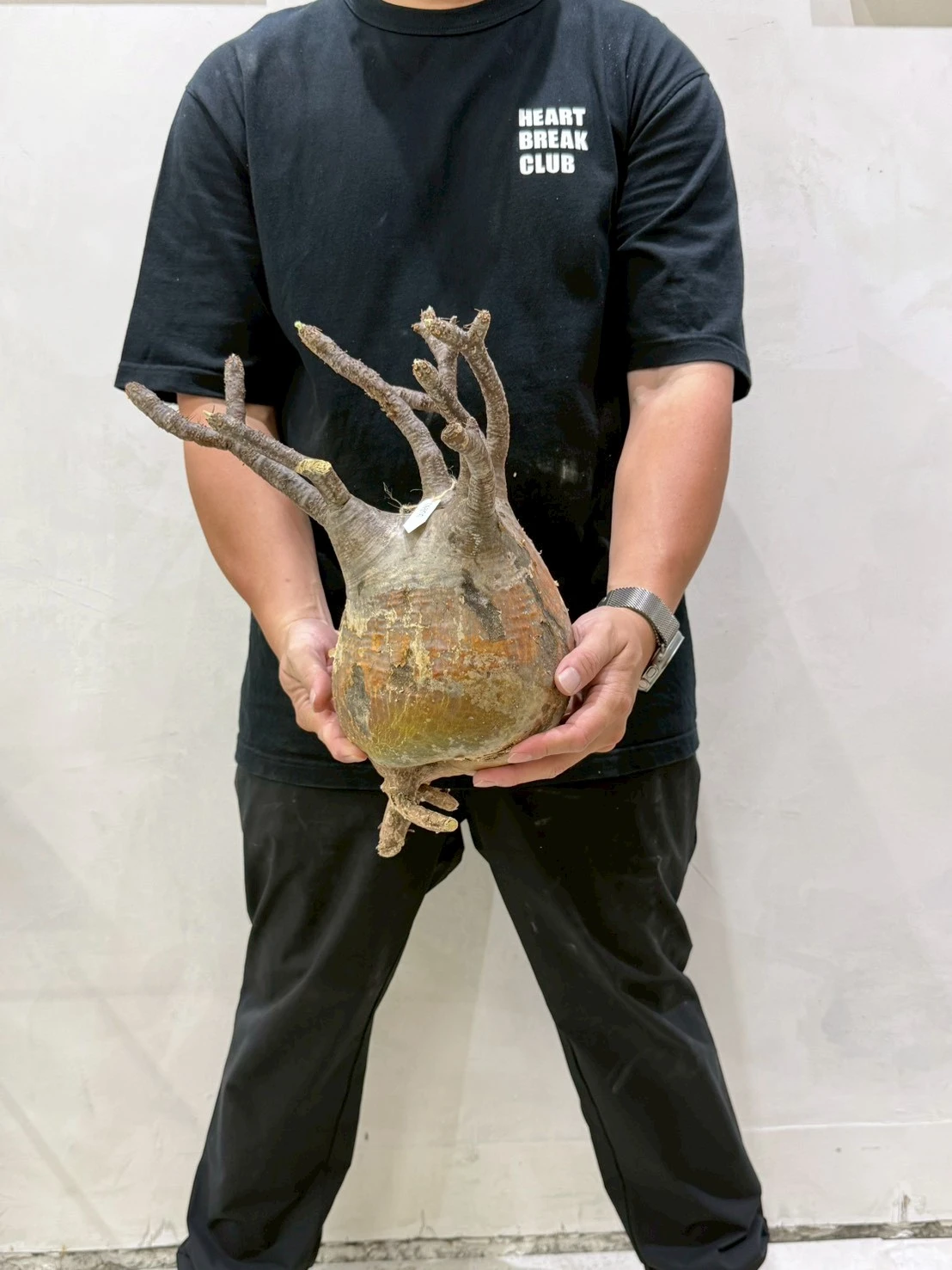 CA-18747 象牙宮 Pachypodium rosulatum var. gracilius 2026-07-09