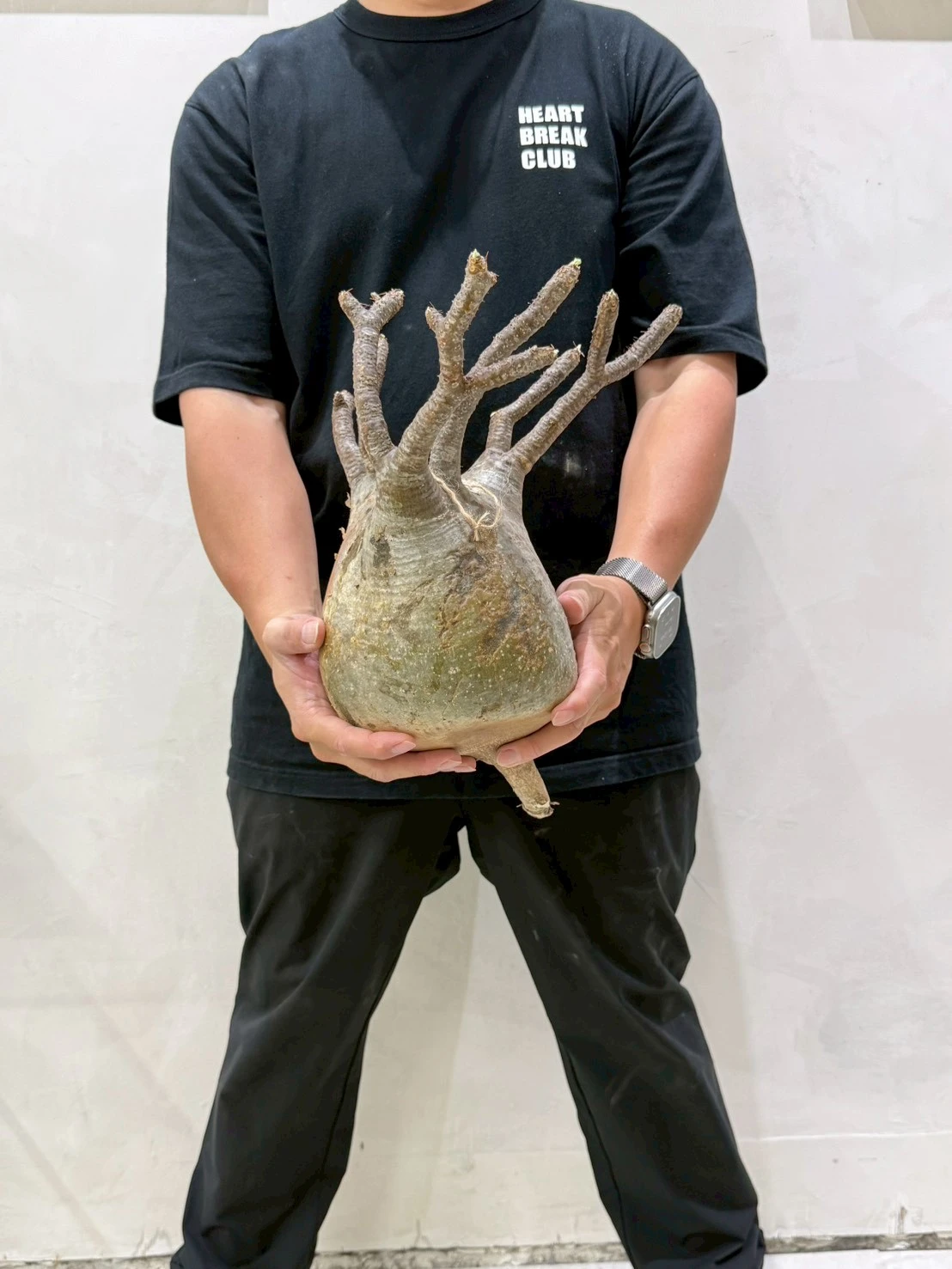 CA-18747 象牙宮 Pachypodium rosulatum var. gracilius 2026-07-09
