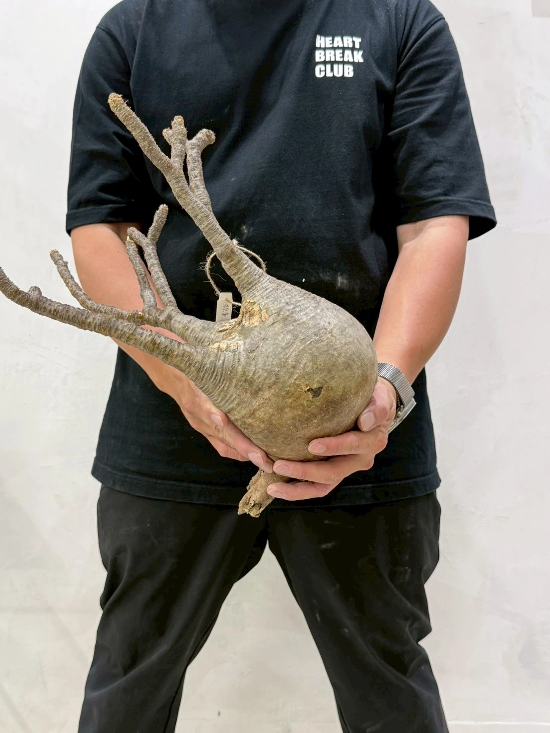 CA-18748 象牙宮 Pachypodium rosulatum var. gracilius 2026-07-09