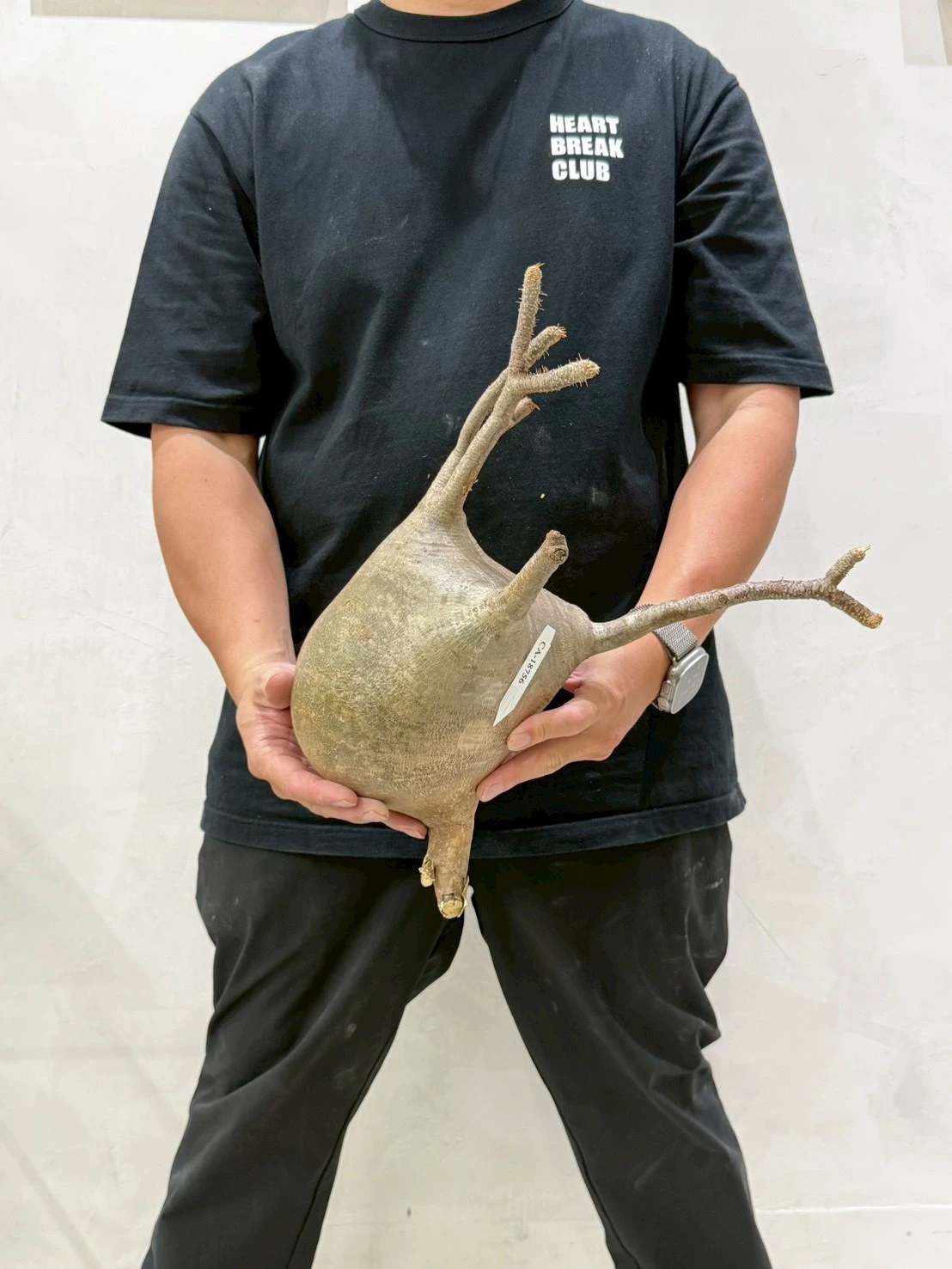 CA-18756 象牙宮 Pachypodium rosulatum var. gracilius 2026-07-09