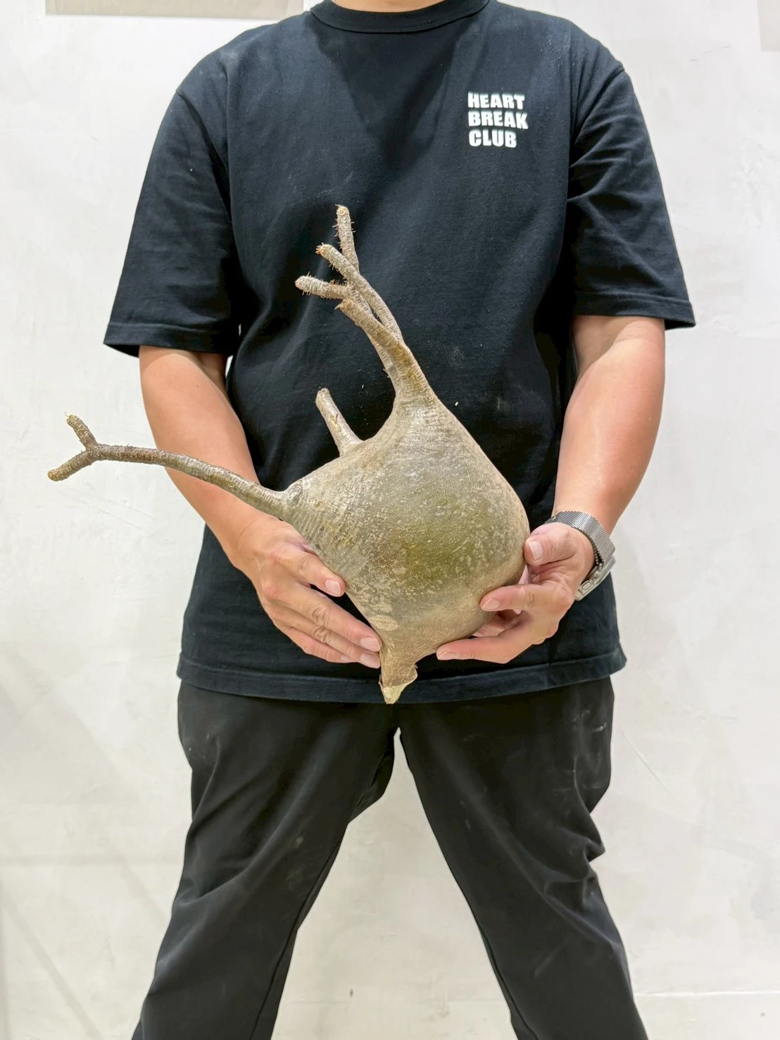 CA-18756 象牙宮 Pachypodium rosulatum var. gracilius 2026-07-09