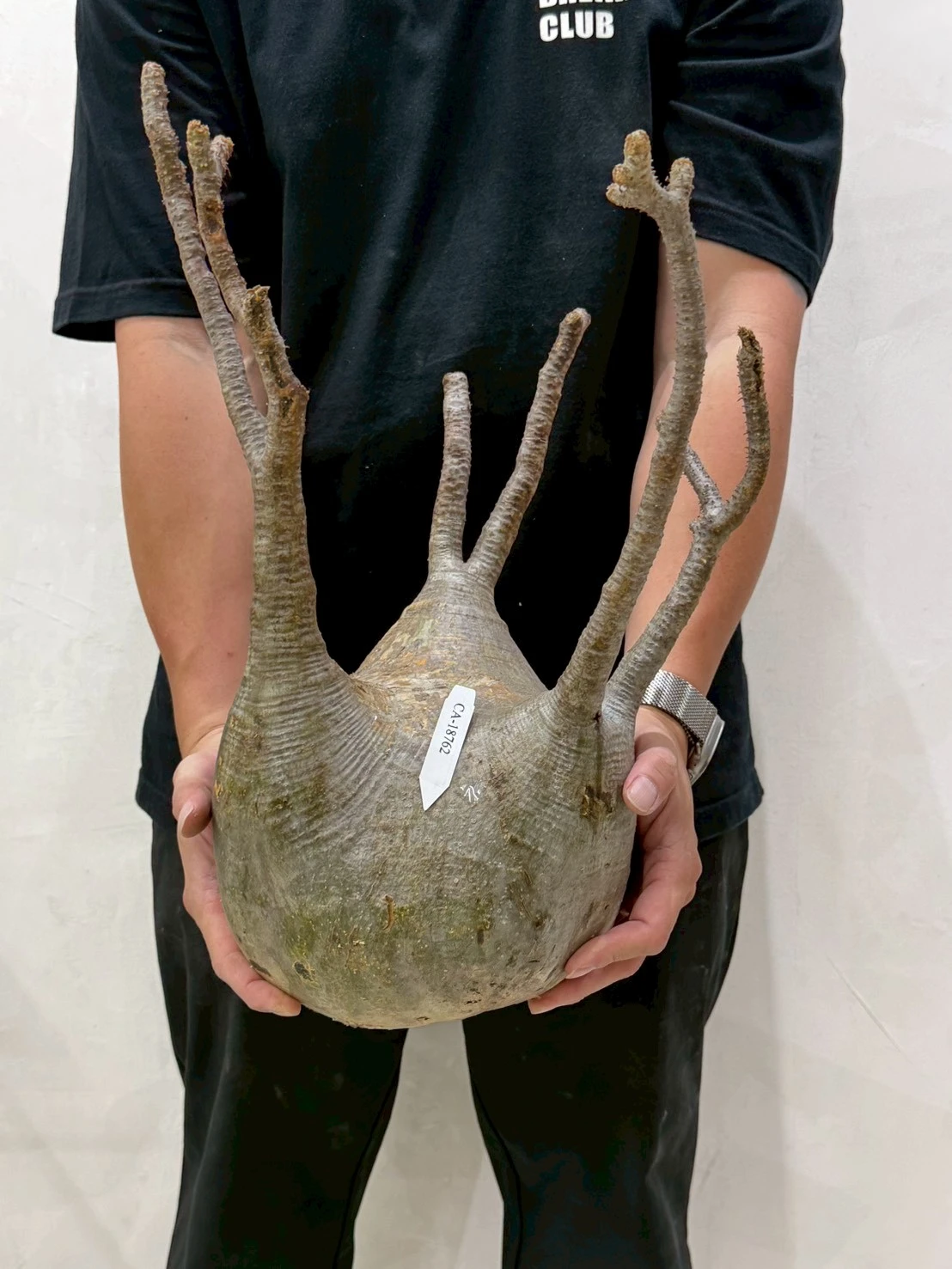 CA-18762 象牙宮 Pachypodium rosulatum var. gracilius 2026-07-09