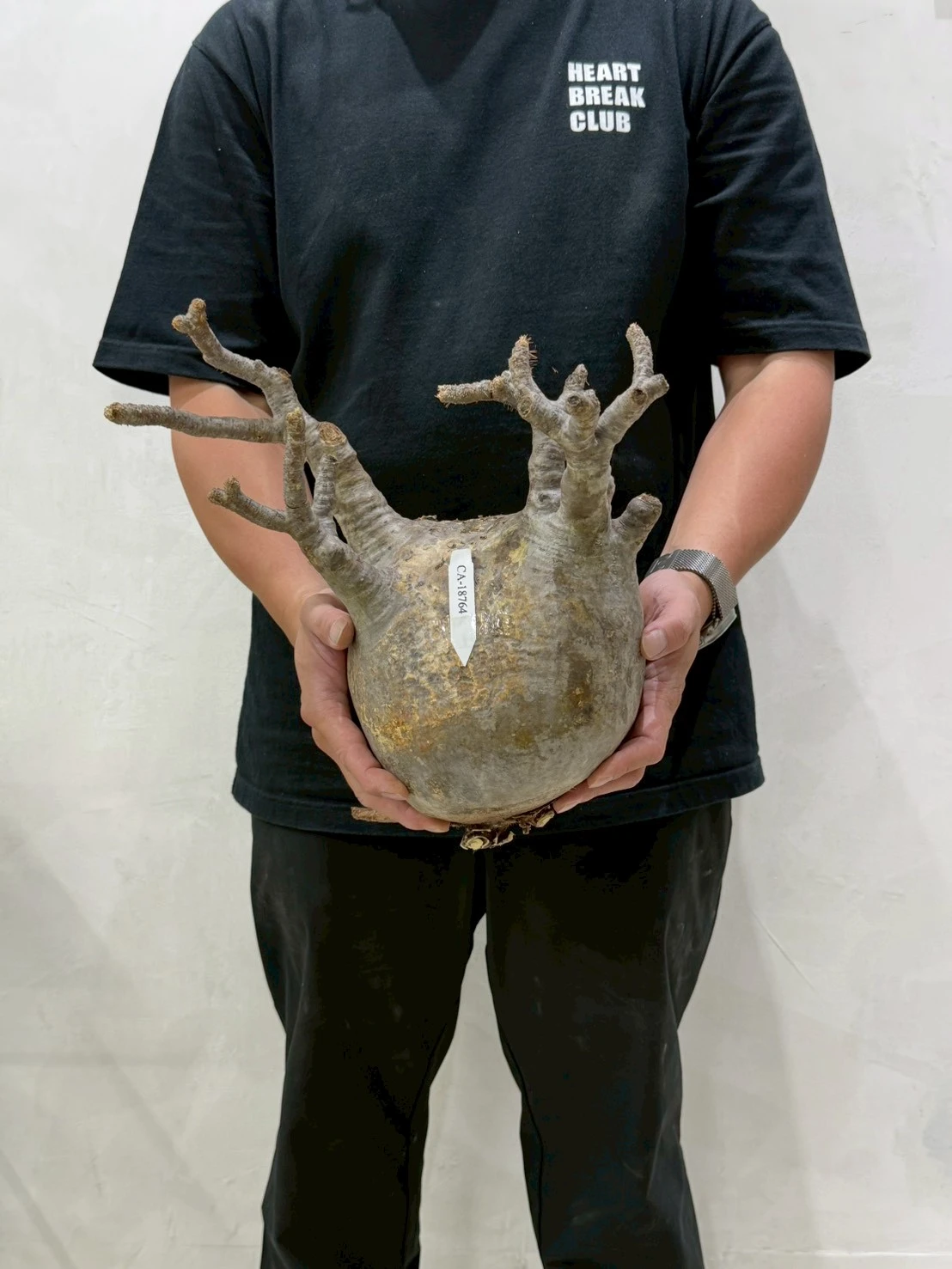 CA-18764 象牙宮 Pachypodium rosulatum var. gracilius 2026-07-09
