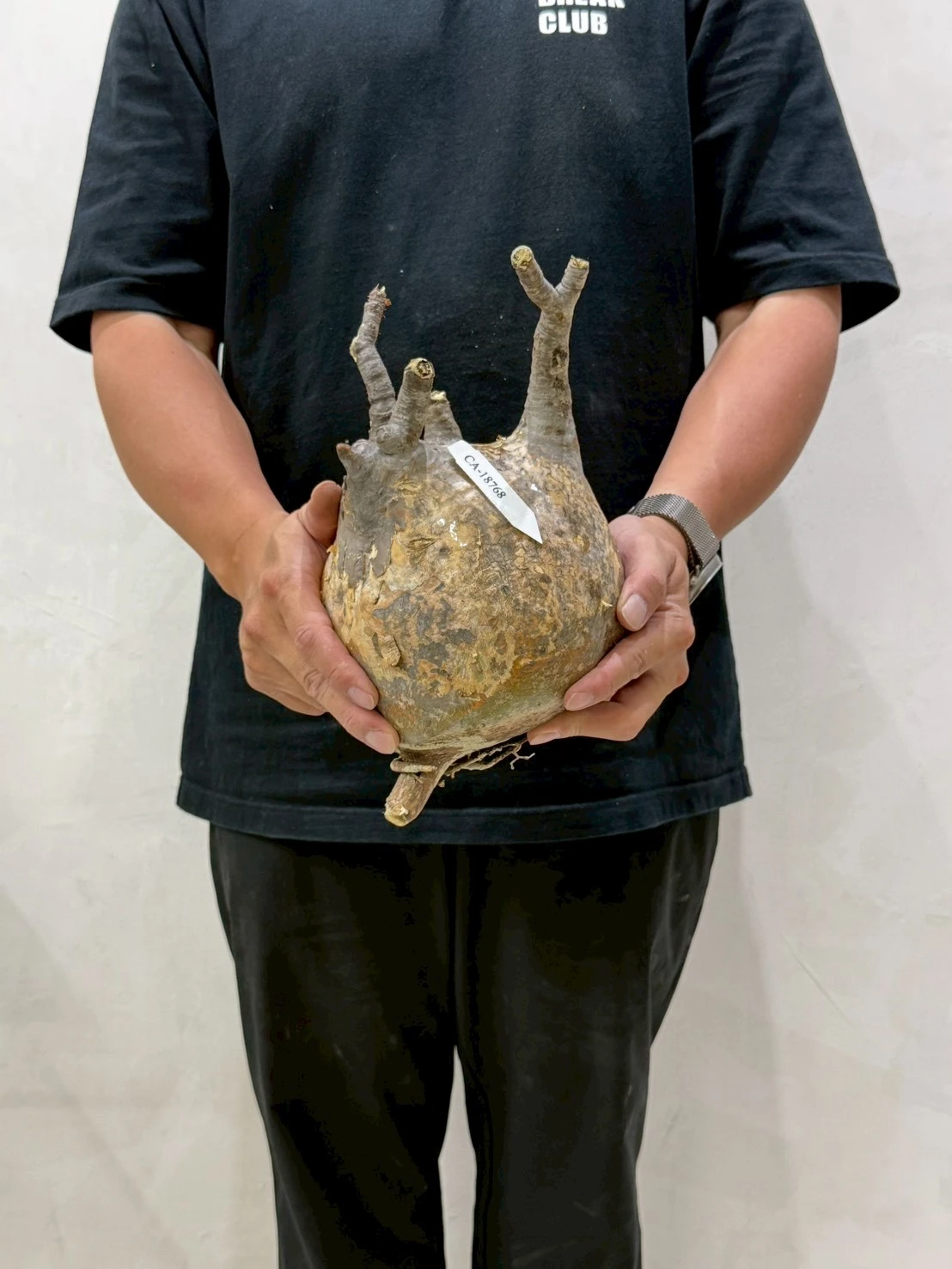 CA-18768 象牙宮 Pachypodium rosulatum var. gracilius 2026-07-09