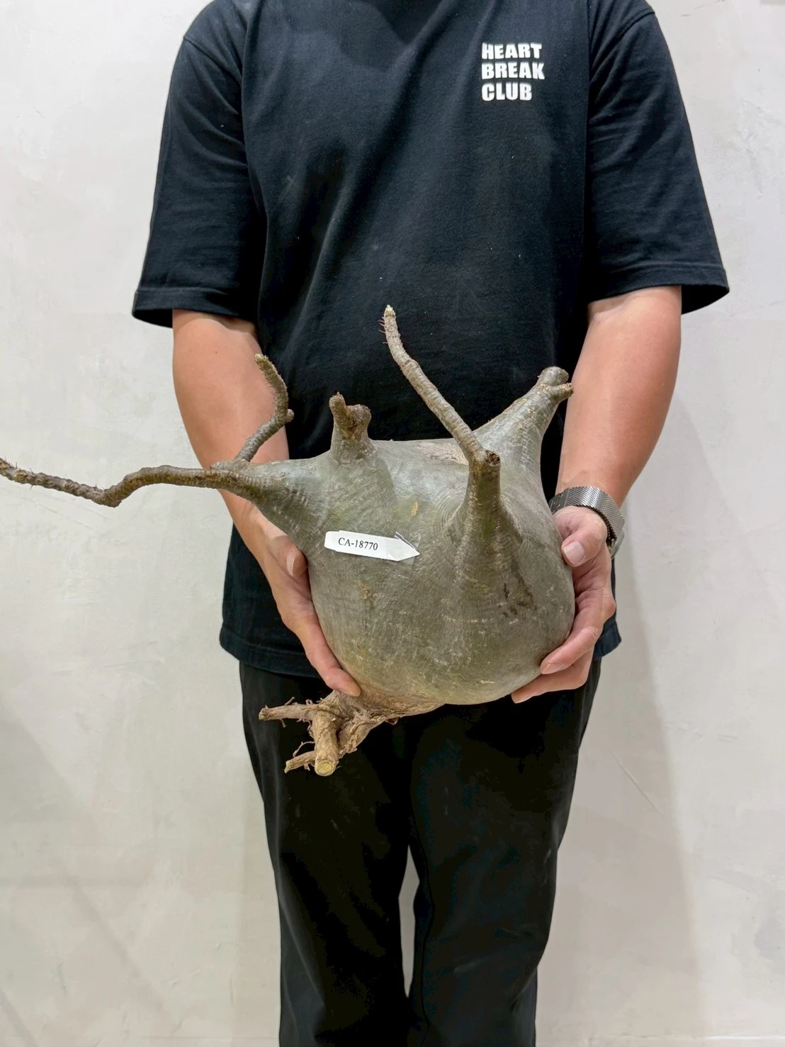 CA-18770 象牙宮 Pachypodium rosulatum var. gracilius 2026-07-09