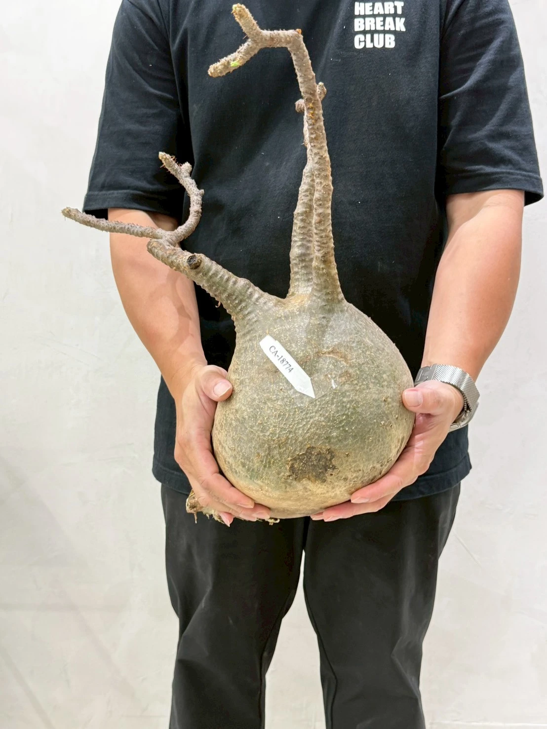 CA-18774 象牙宮 Pachypodium rosulatum var. gracilius 2026-07-09