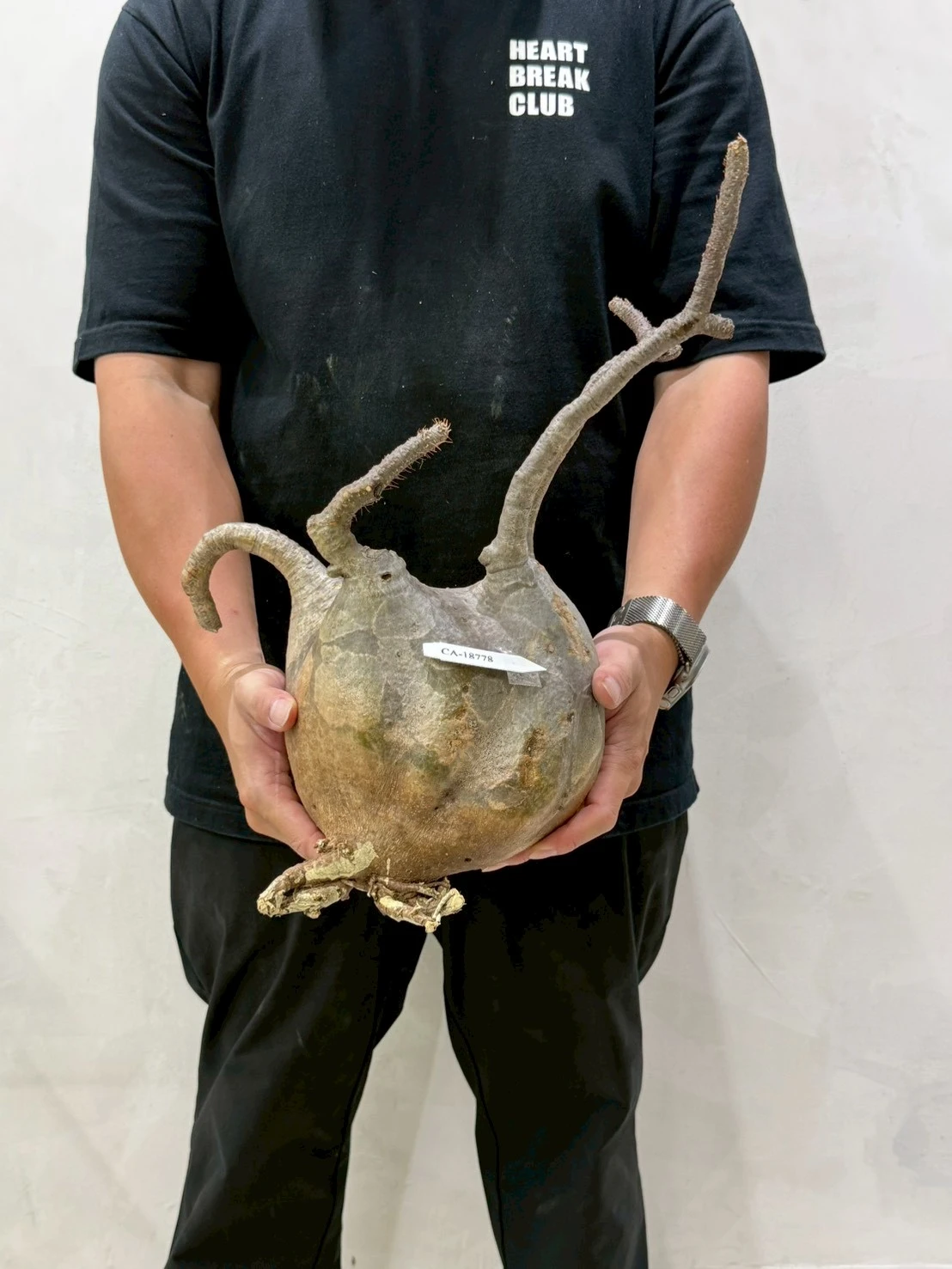 CA-18778 象牙宮 Pachypodium rosulatum var. gracilius 2026-07-09