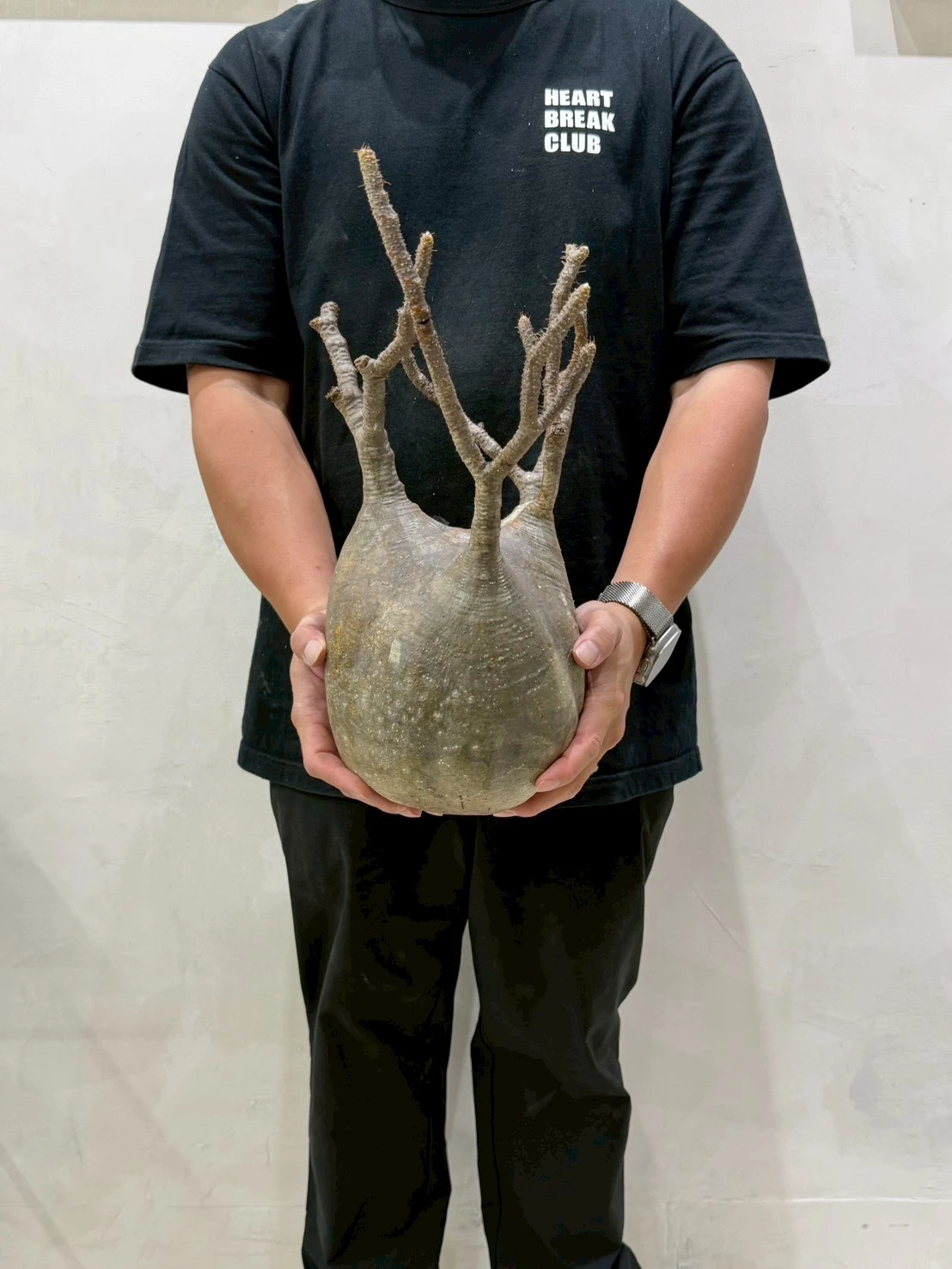 CA-18779 象牙宮 Pachypodium rosulatum var. gracilius 2026-07-09