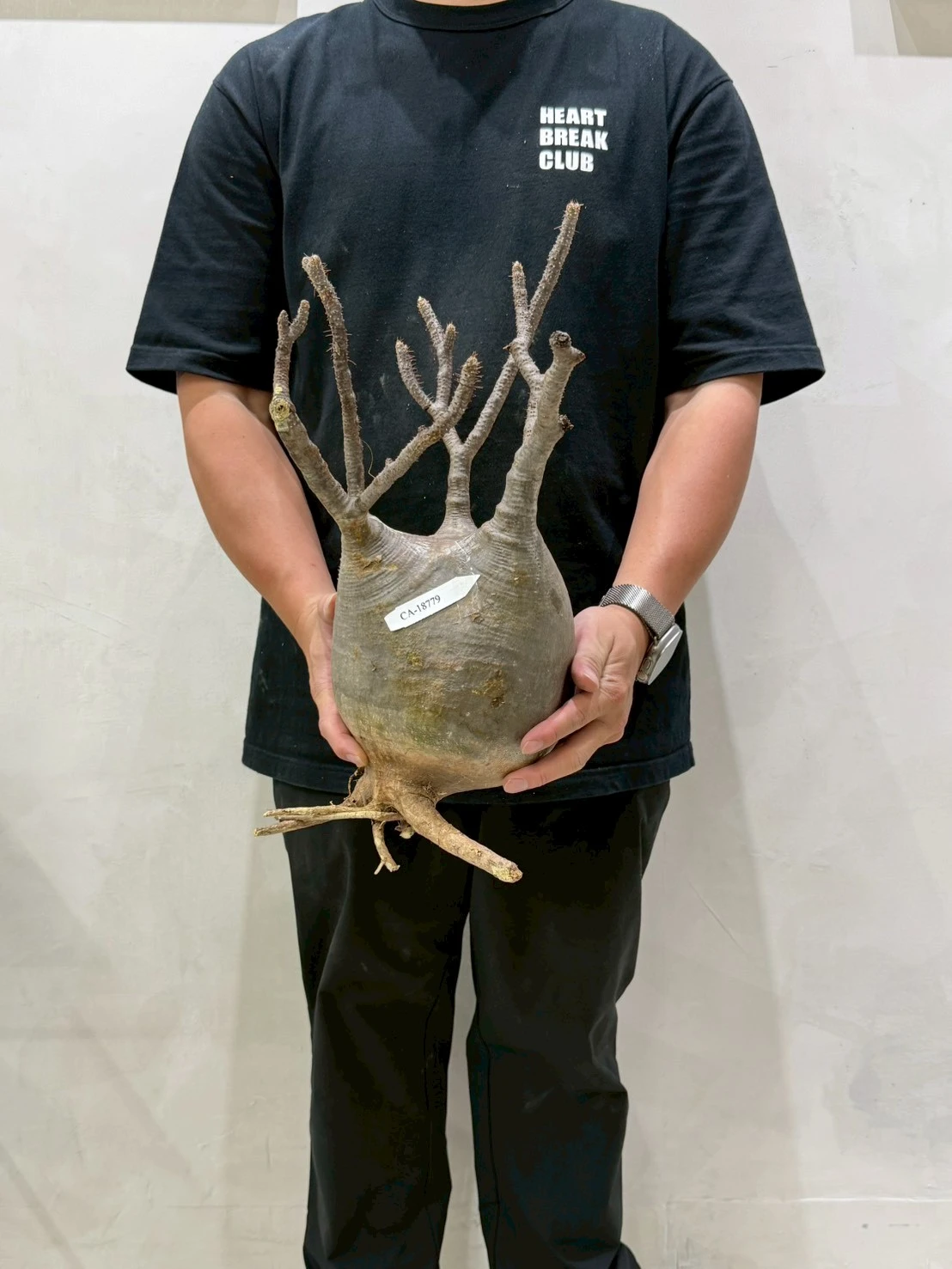CA-18779 象牙宮 Pachypodium rosulatum var. gracilius 2026-07-09