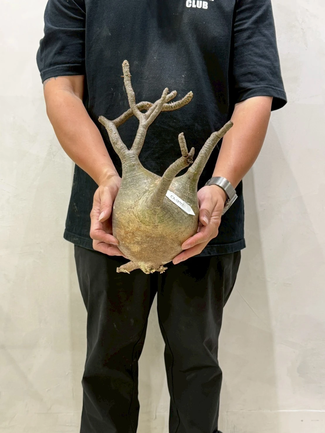 CA-18782 象牙宮 Pachypodium rosulatum var. gracilius 2026-07-09
