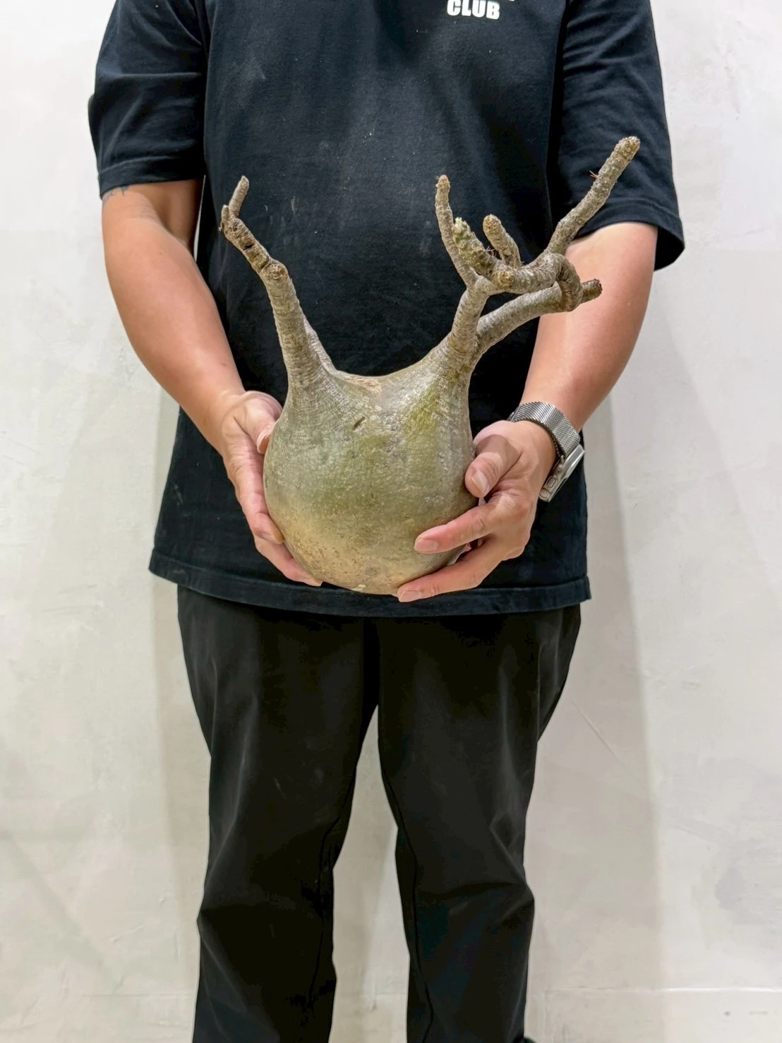 CA-18782 象牙宮 Pachypodium rosulatum var. gracilius 2026-07-09