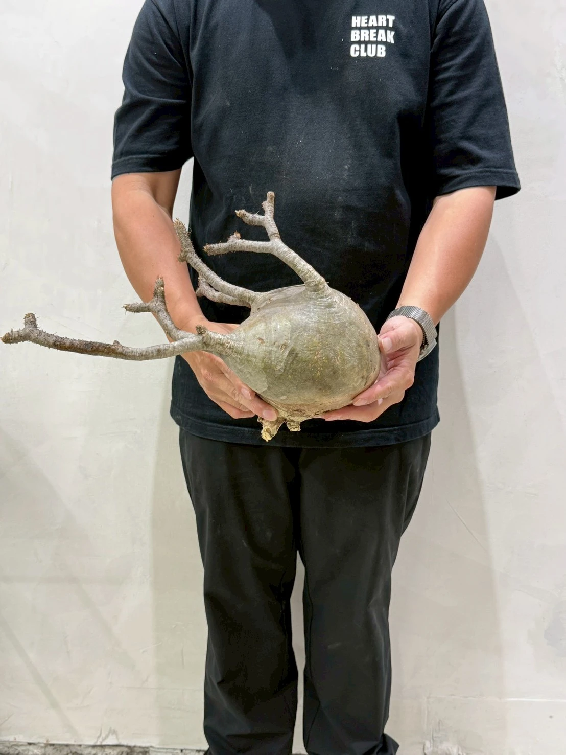 CA-18783 象牙宮 Pachypodium rosulatum var. gracilius 2026-07-09