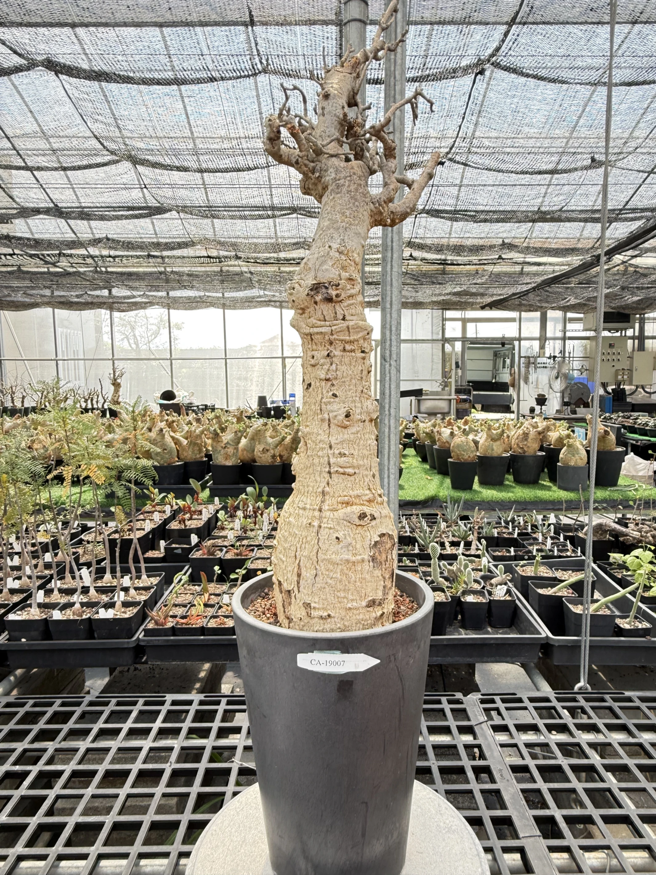 CA-19007 猢猻木 Adansonia digitata 2026-09-15