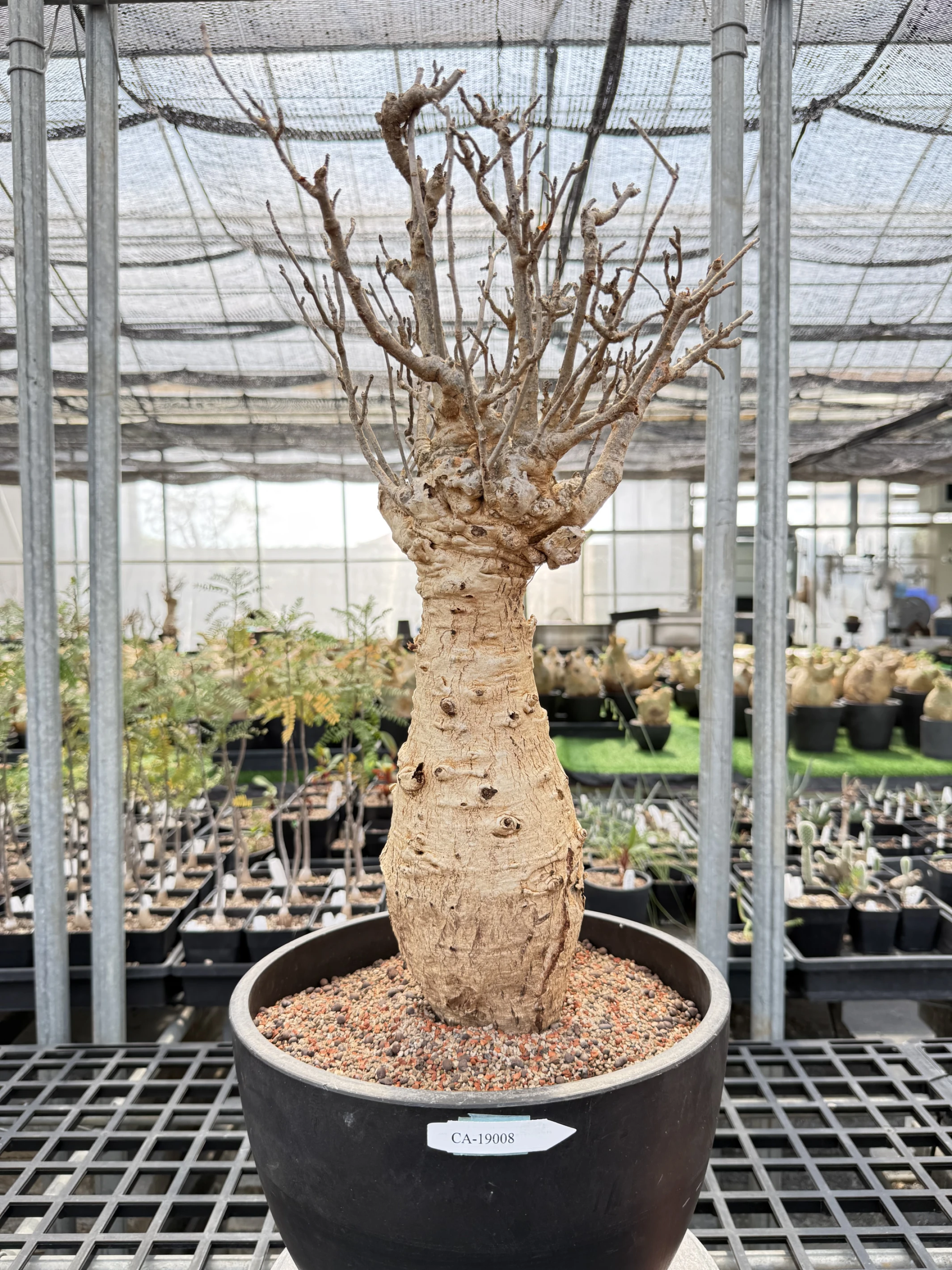 CA-19008 猢猻木 Adansonia digitata 2026-09-15