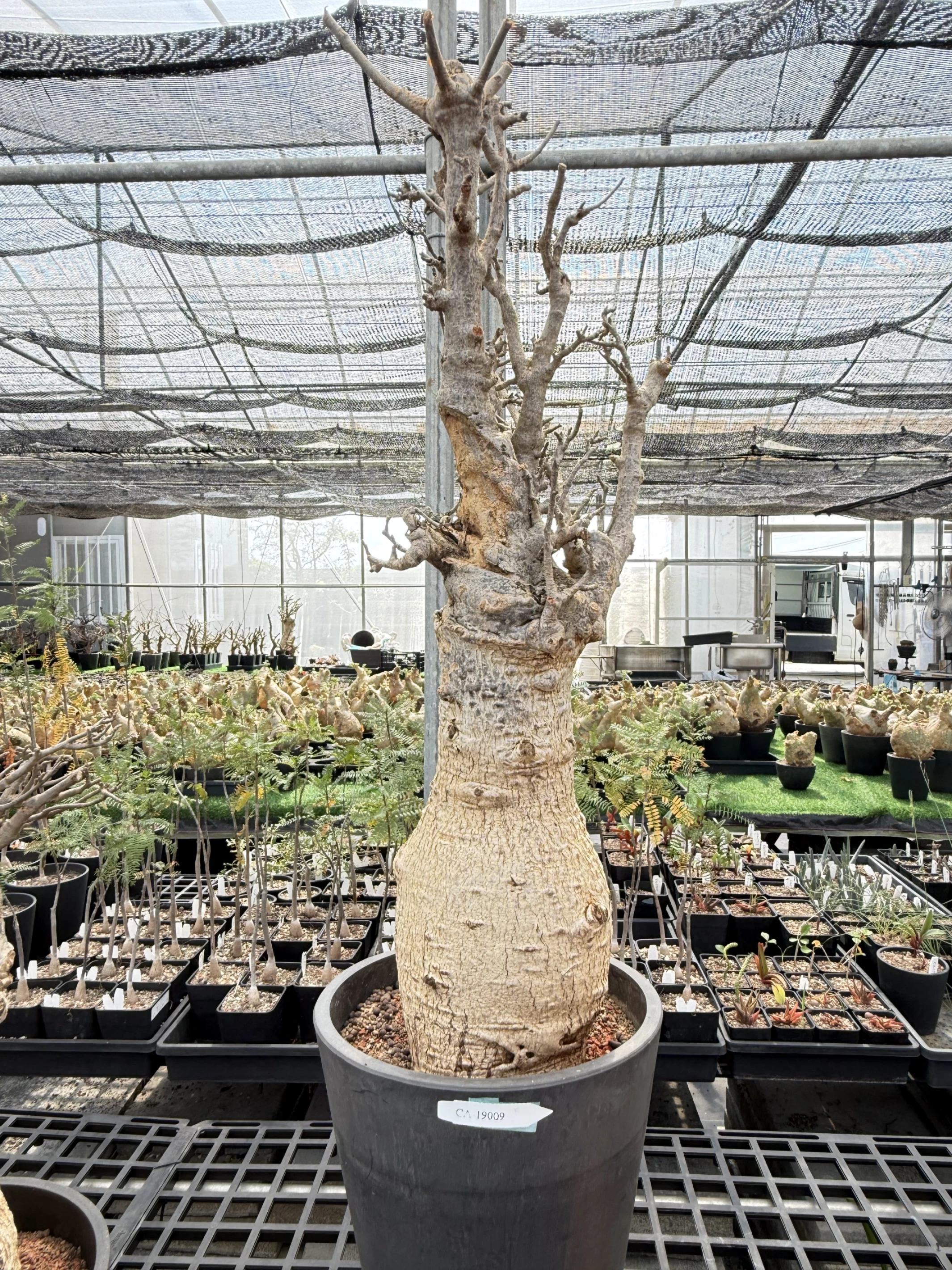CA-19009 猢猻木 Adansonia digitata 2026-09-15