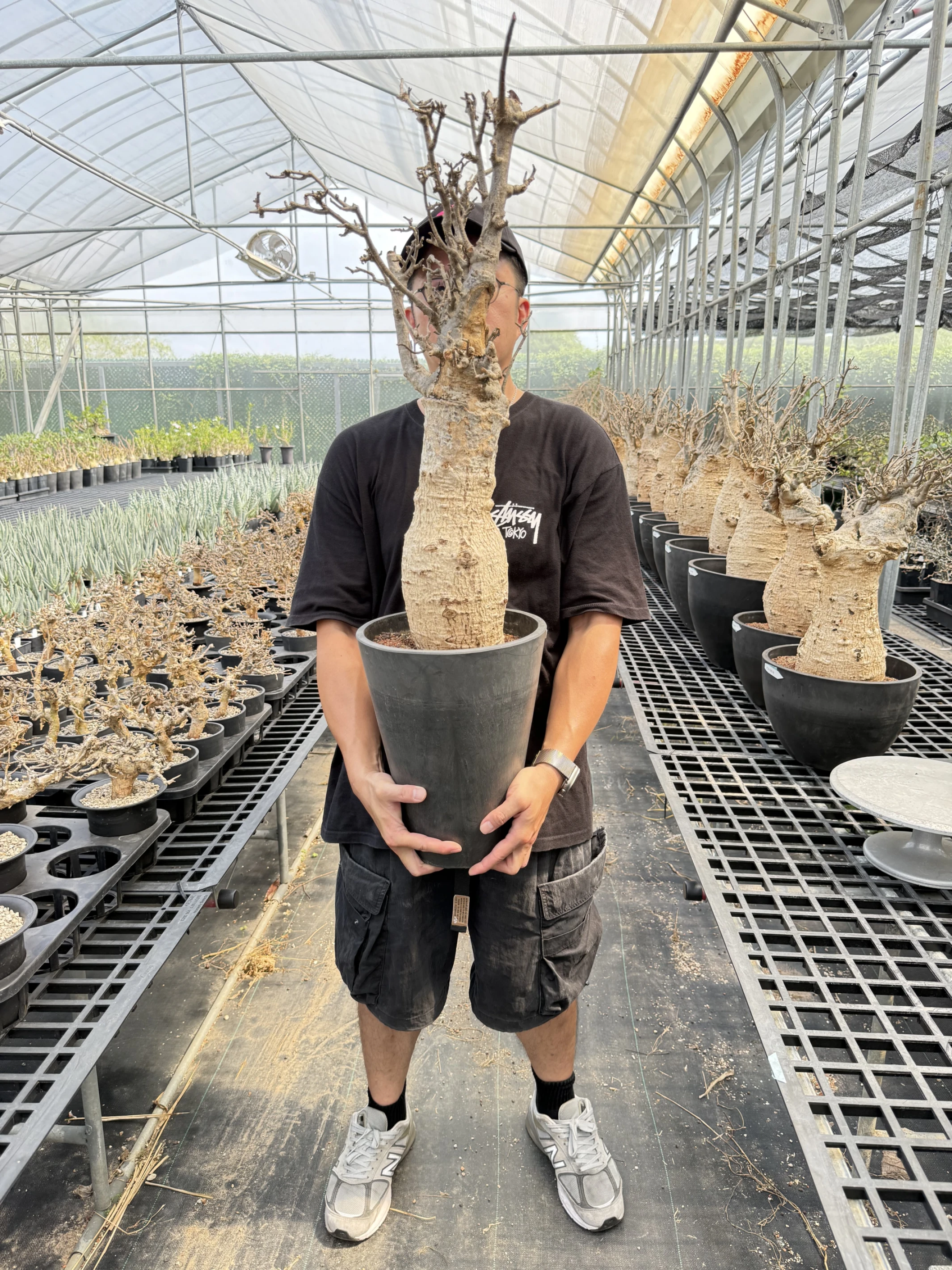 CA-19009 猢猻木 Adansonia digitata 2026-09-15