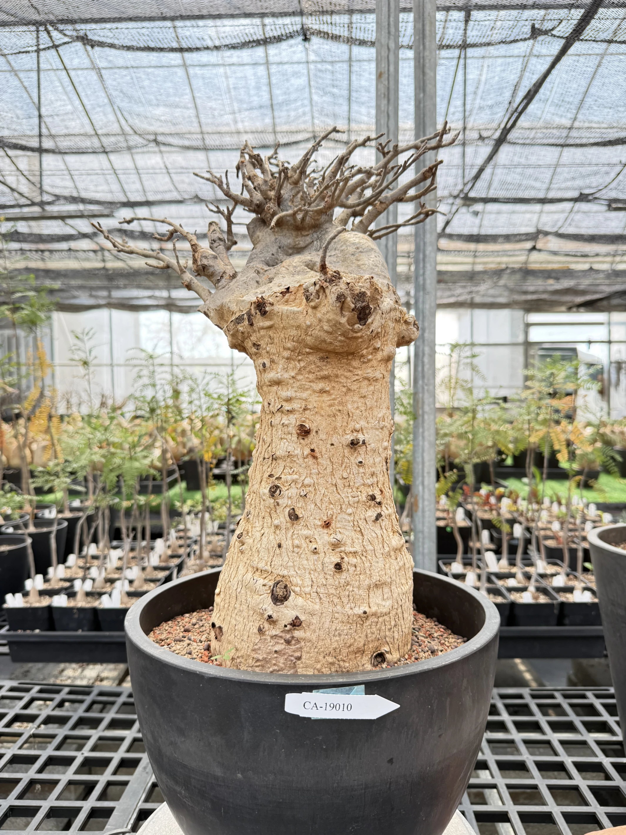 CA-19010 猢猻木 Adansonia digitata 2026-09-15