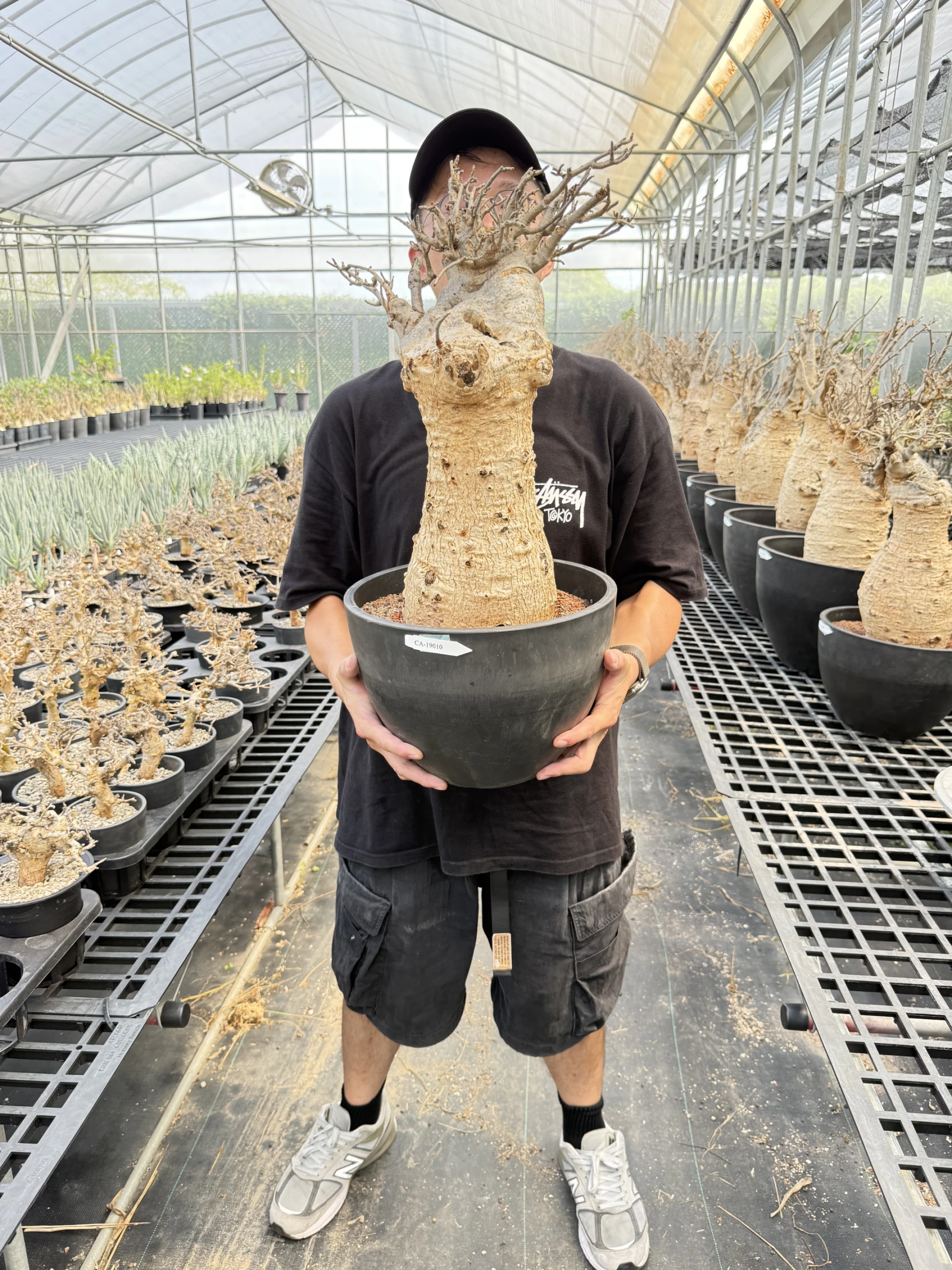 CA-19010 猢猻木 Adansonia digitata 2026-09-15