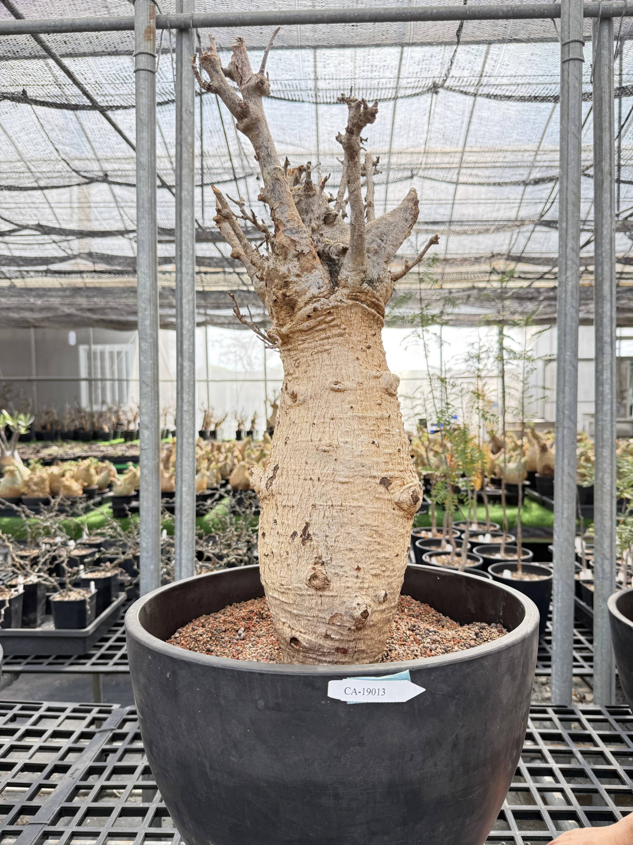 CA-19013 猢猻木 Adansonia digitata 2026-09-15