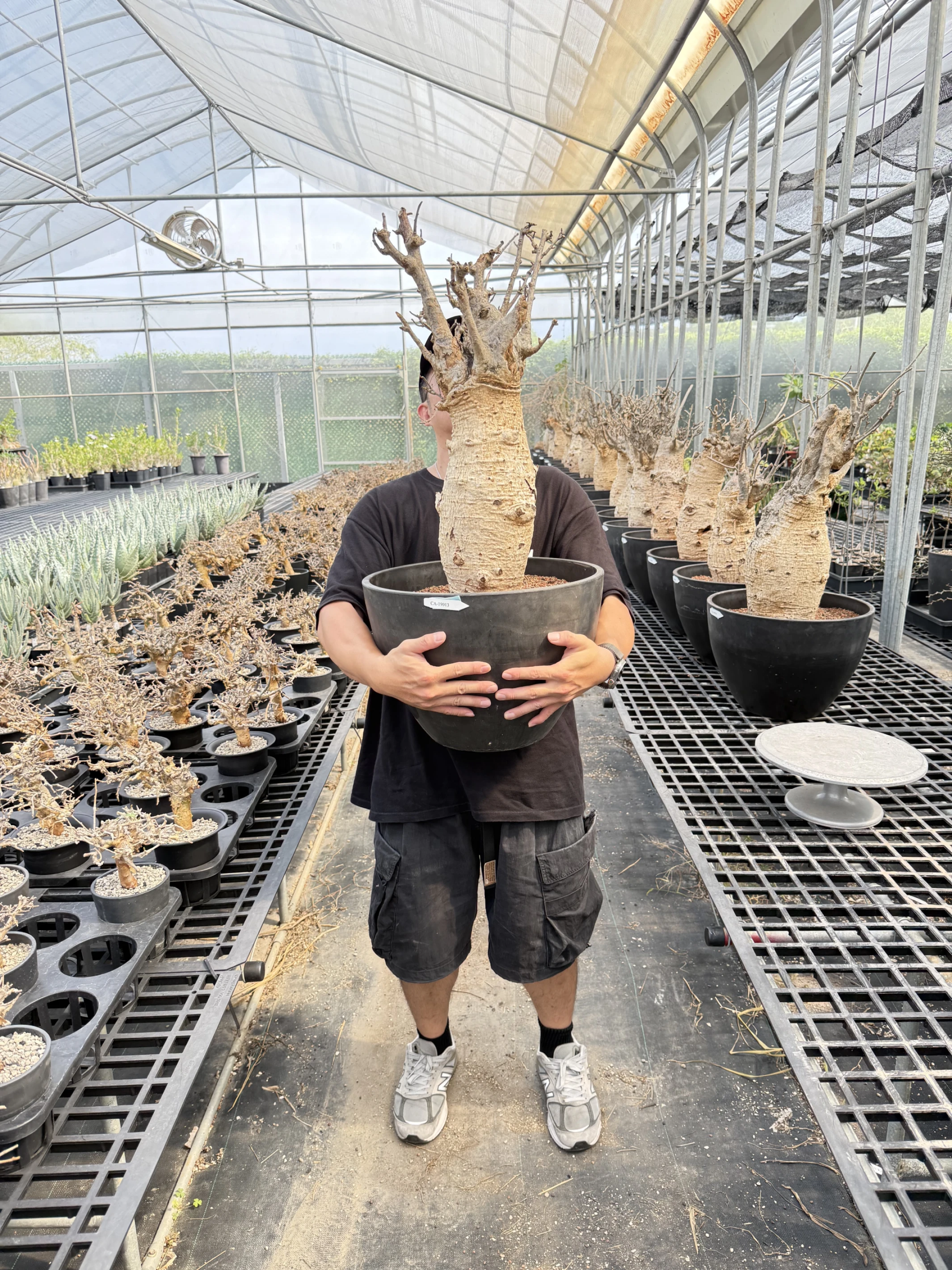CA-19013 猢猻木 Adansonia digitata 2026-09-15