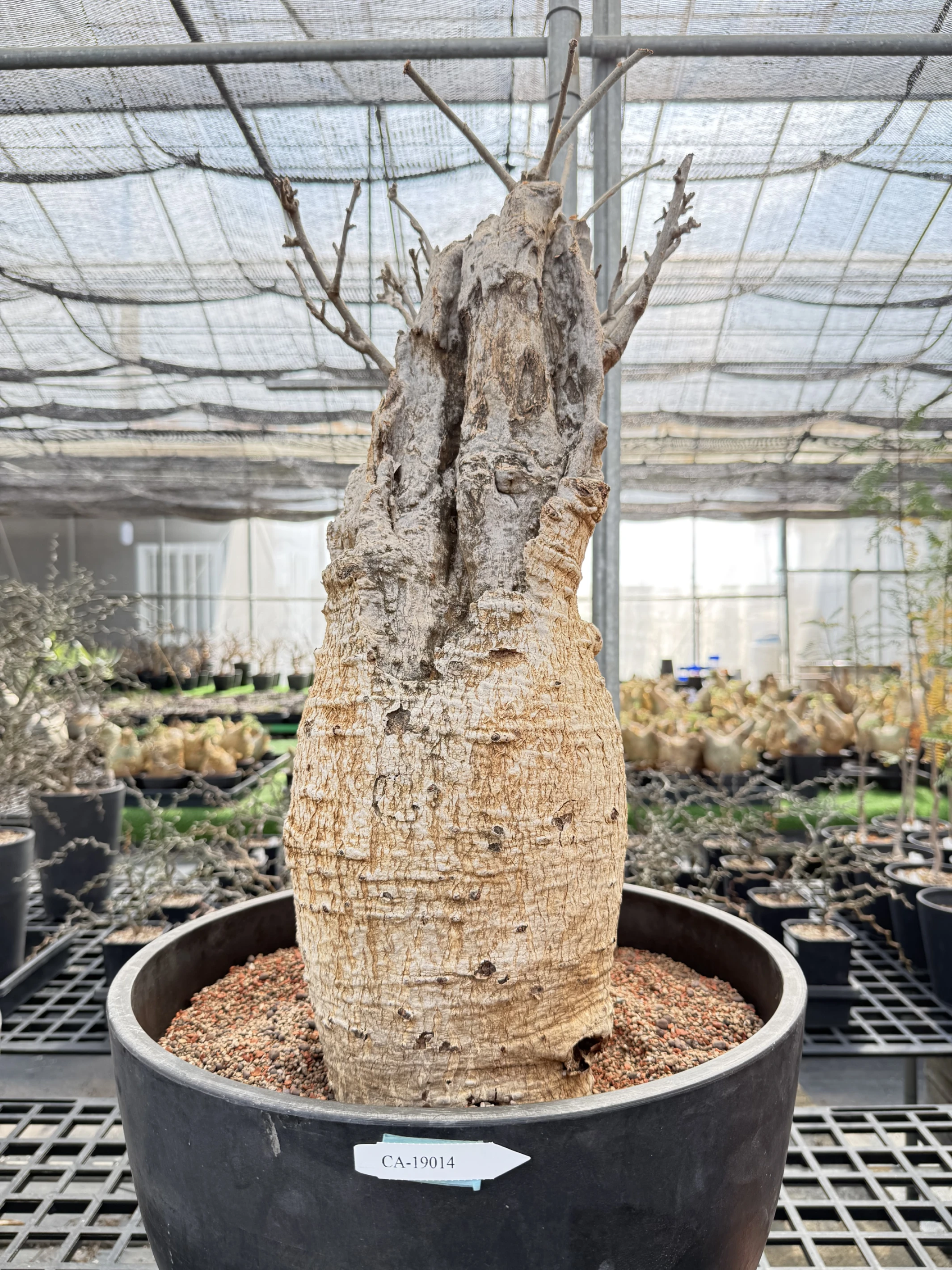 CA-19014 猢猻木 Adansonia digitata 2026-09-15