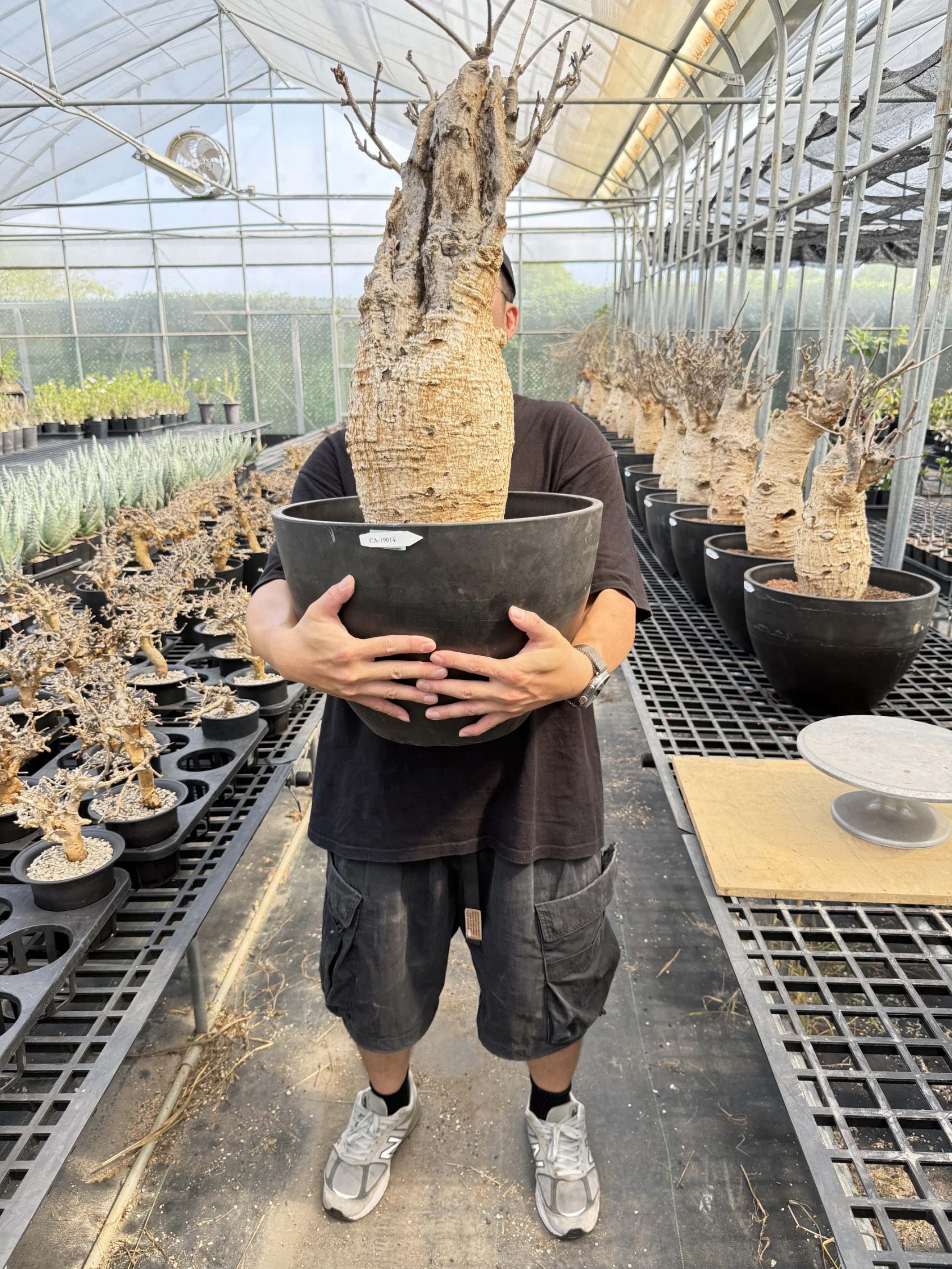 CA-19014 猢猻木 Adansonia digitata 2026-09-15
