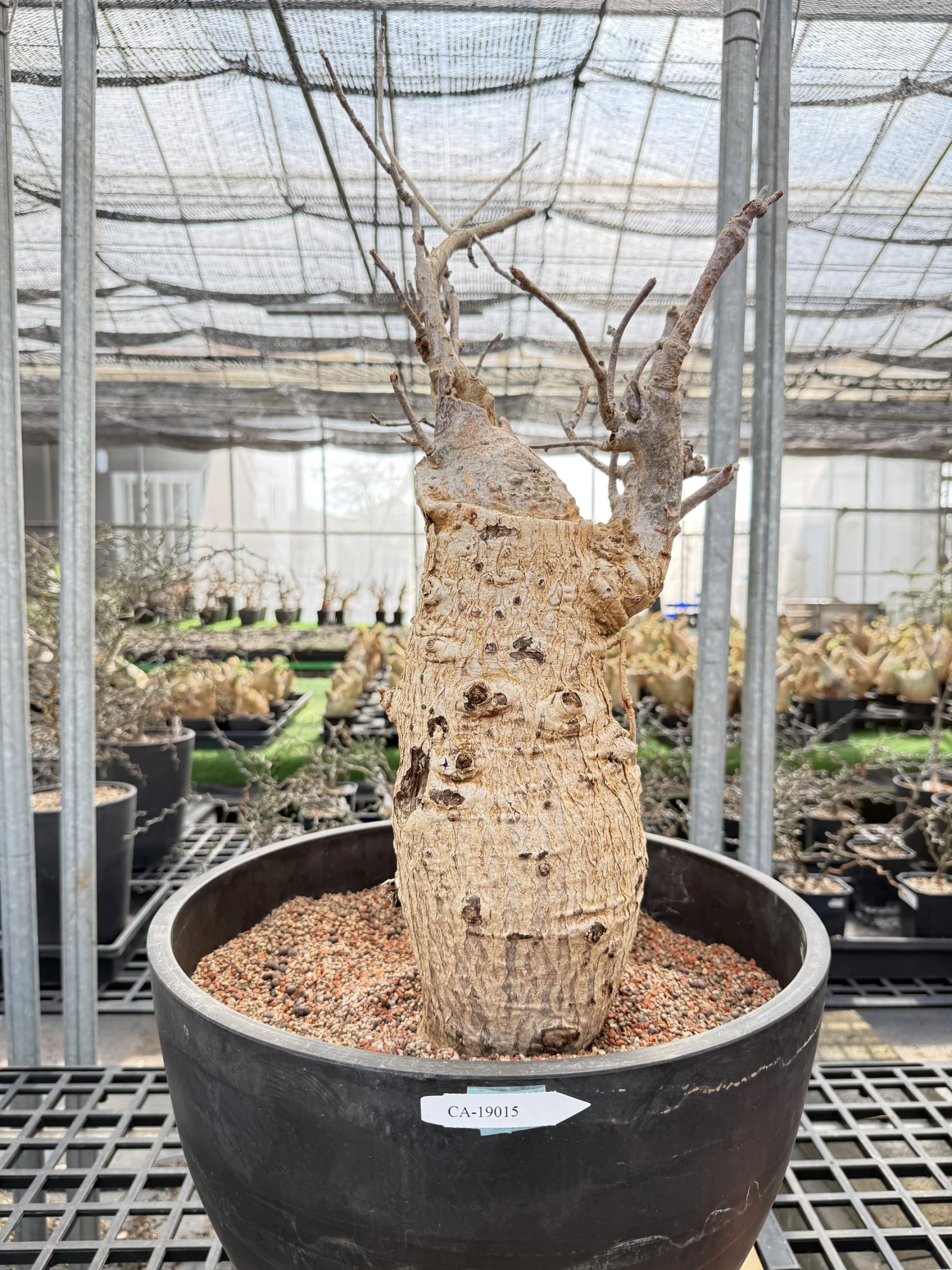 CA-19015 猢猻木 Adansonia digitata 2026-09-15