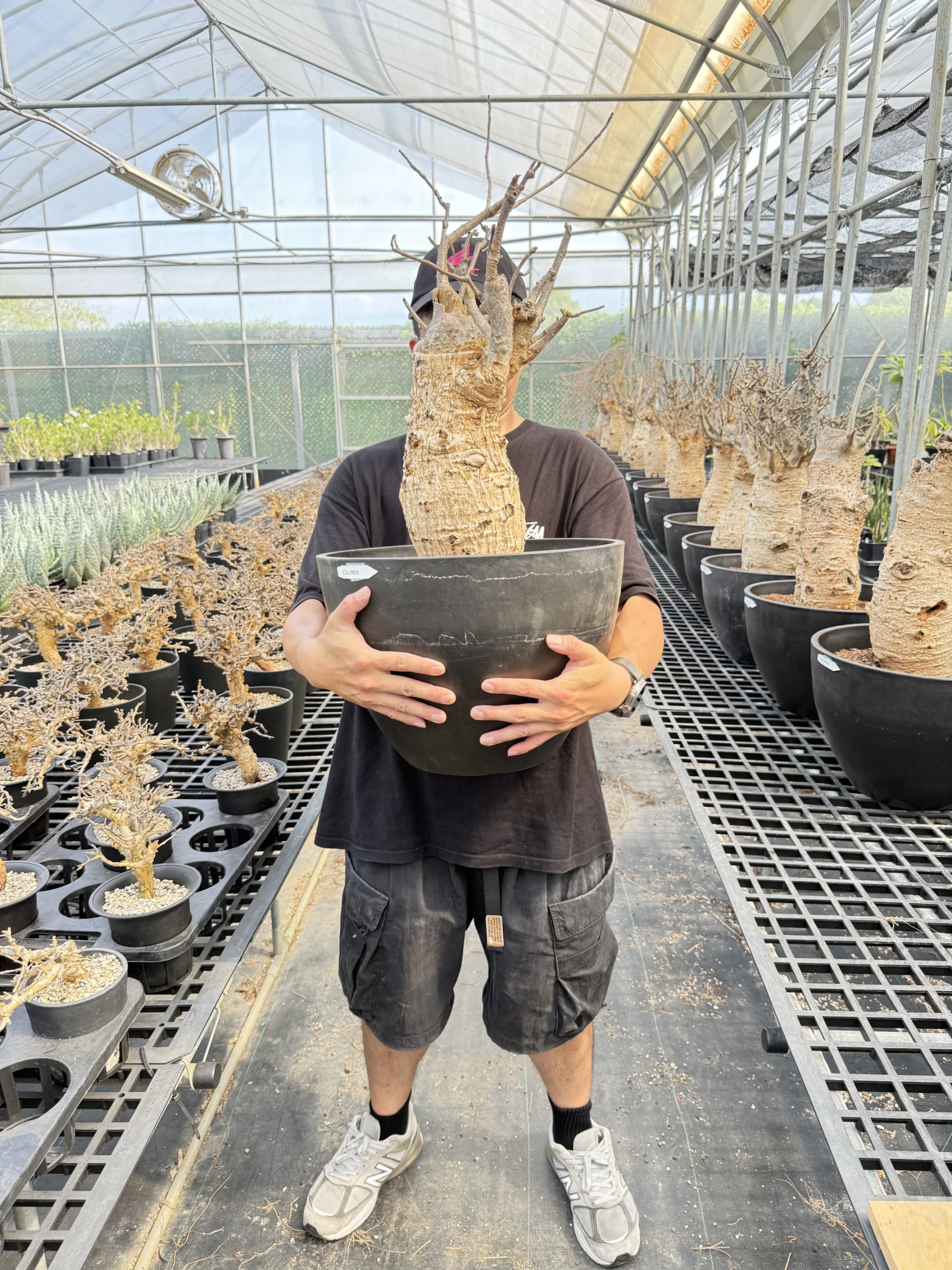 CA-19015 猢猻木 Adansonia digitata 2026-09-15