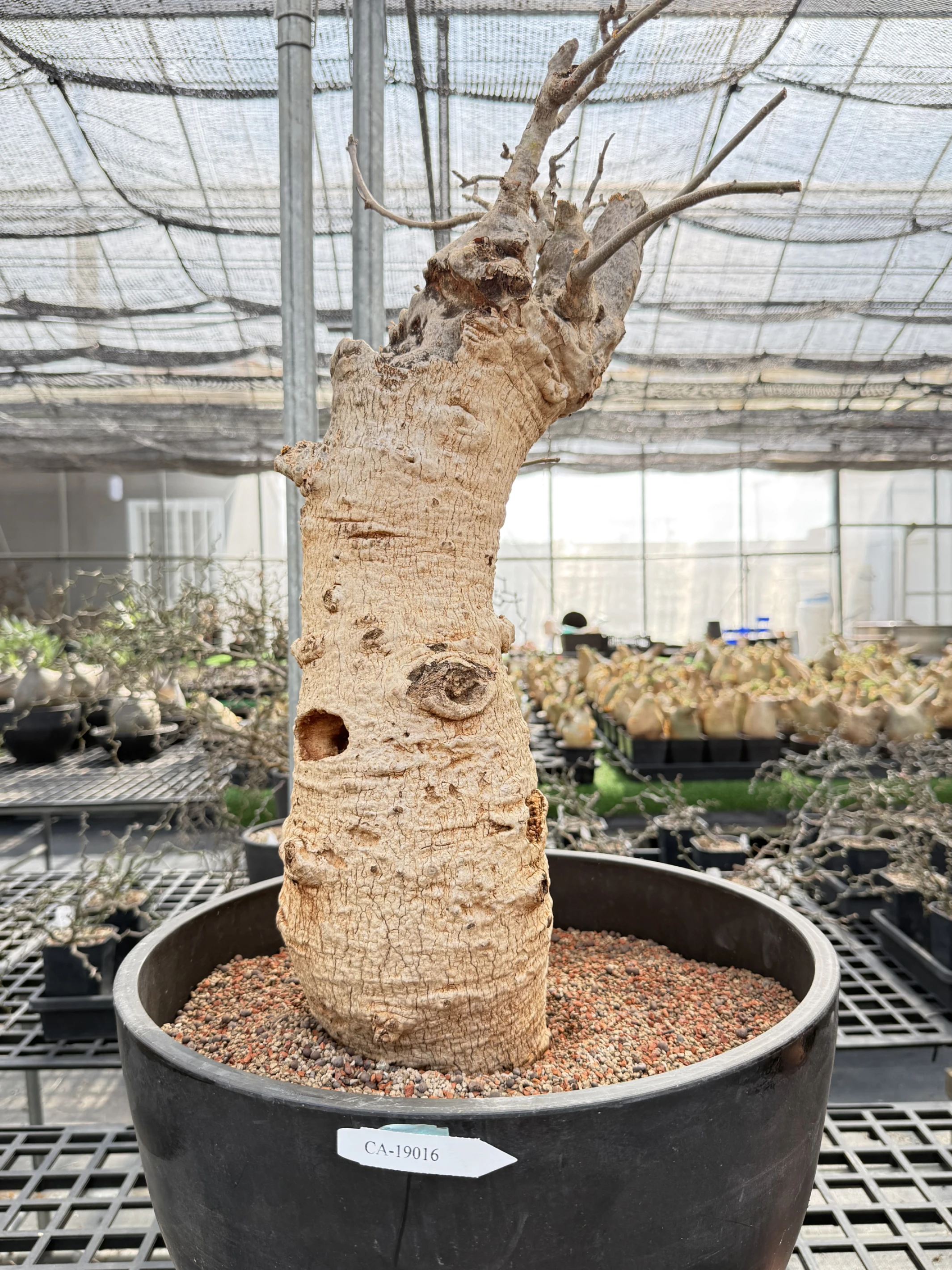 CA-19016 猢猻木 Adansonia digitata 2026-09-15