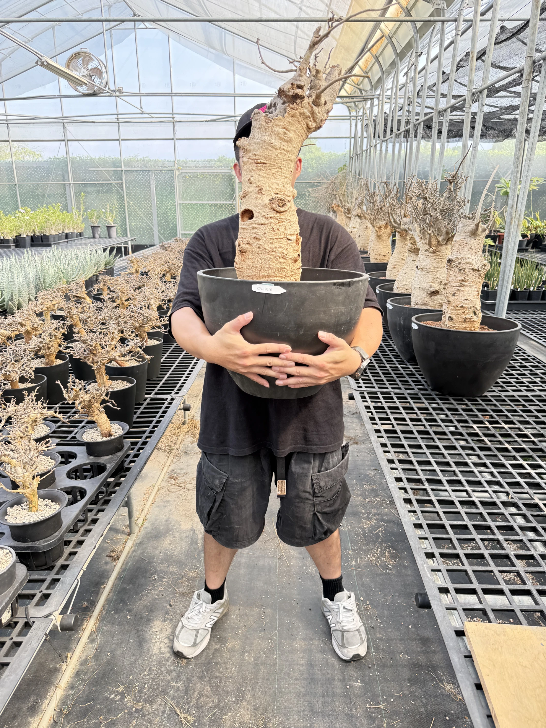 CA-19016 猢猻木 Adansonia digitata 2026-09-15