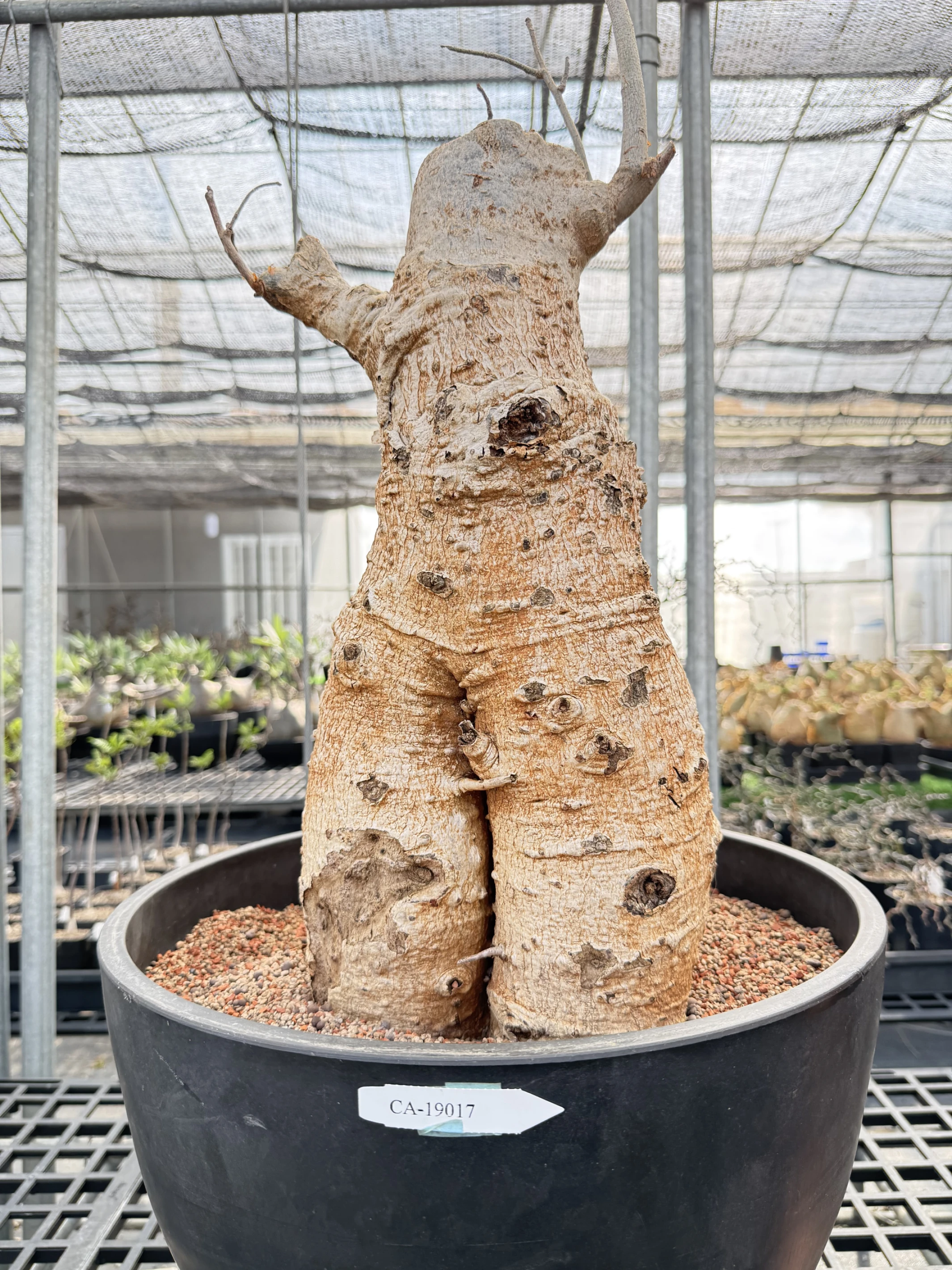 CA-19017 猢猻木 Adansonia digitata 2026-09-15