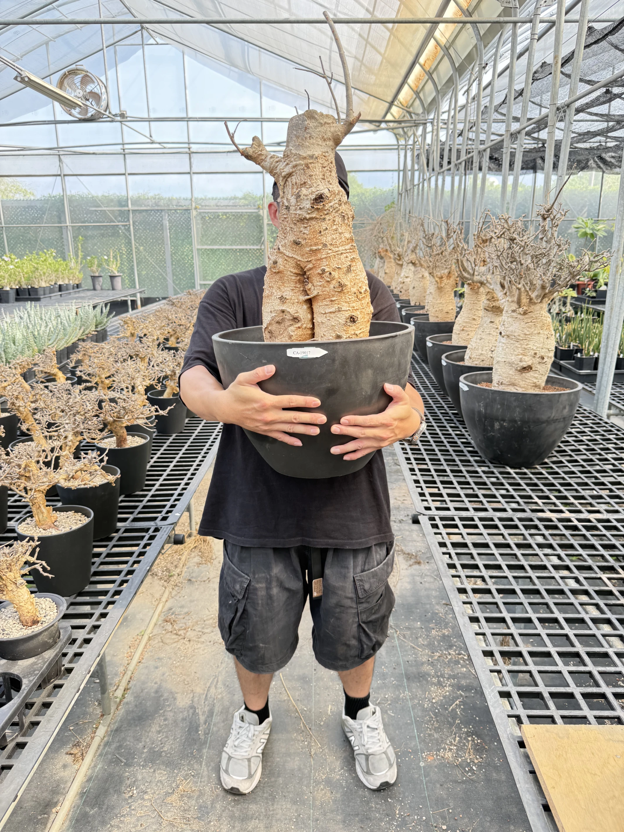 CA-19017 猢猻木 Adansonia digitata 2026-09-15