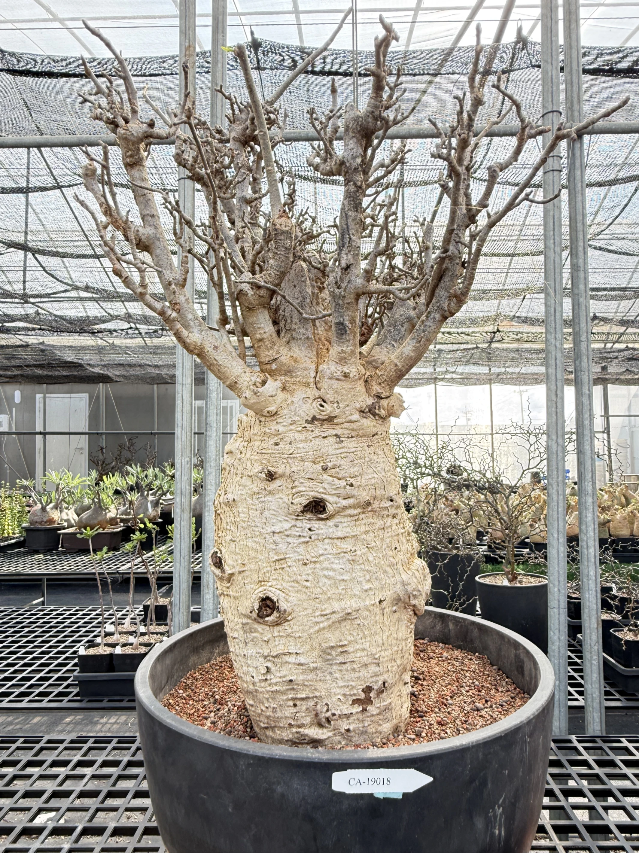 CA-19018 猢猻木 Adansonia digitata 2026-09-15