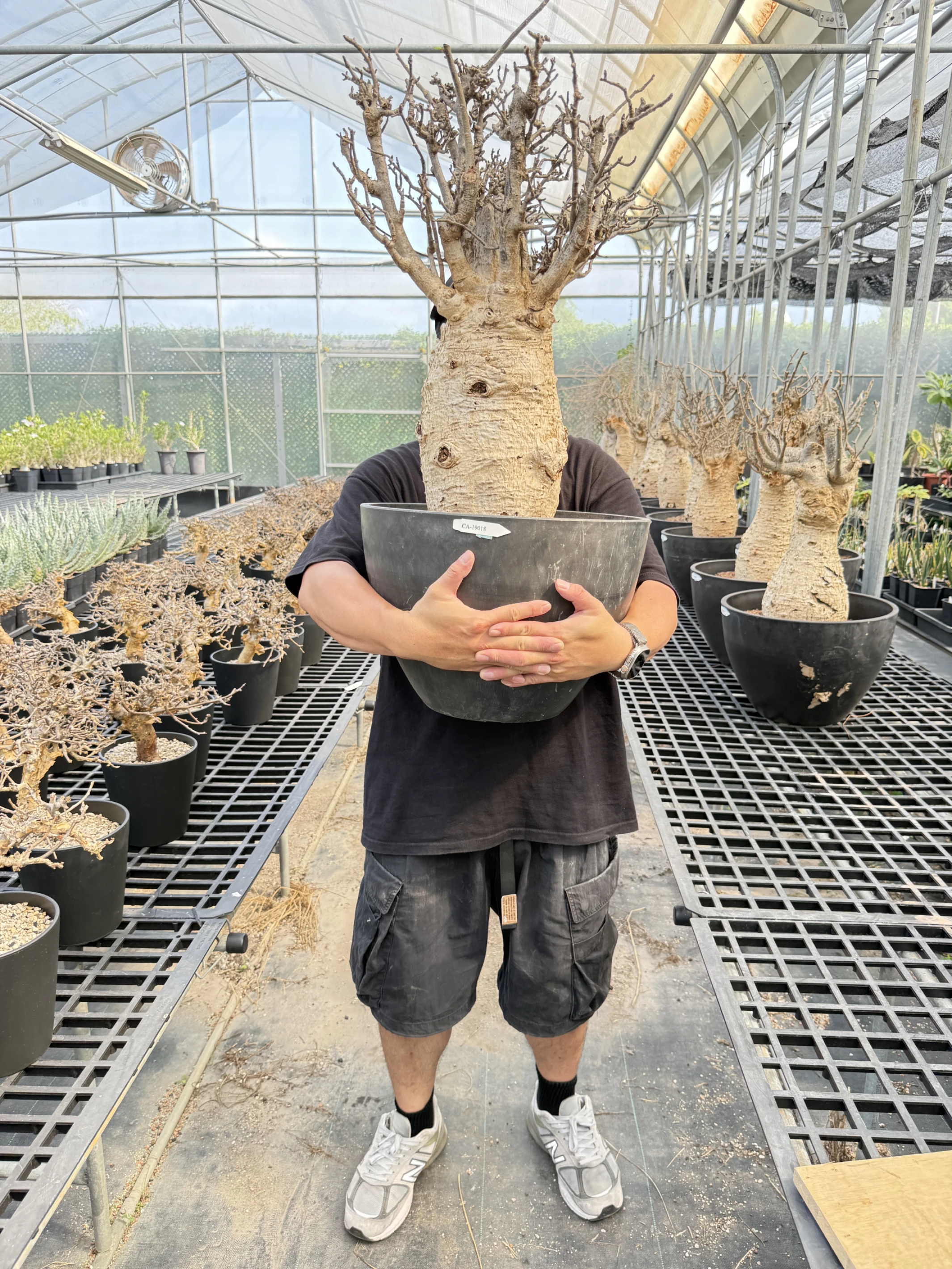 CA-19018 猢猻木 Adansonia digitata 2026-09-15