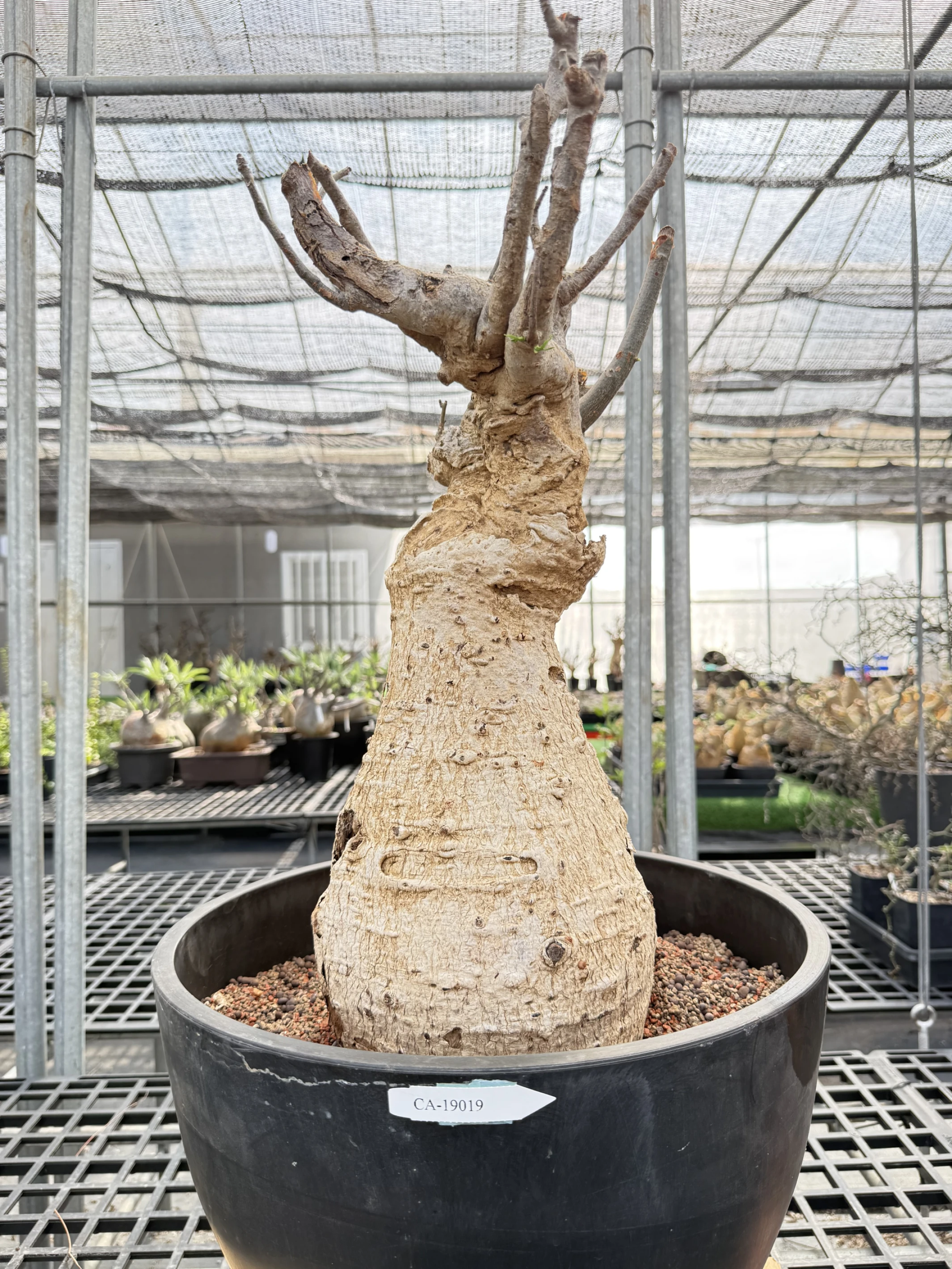 CA-19019 猢猻木 Adansonia digitata 2026-09-15
