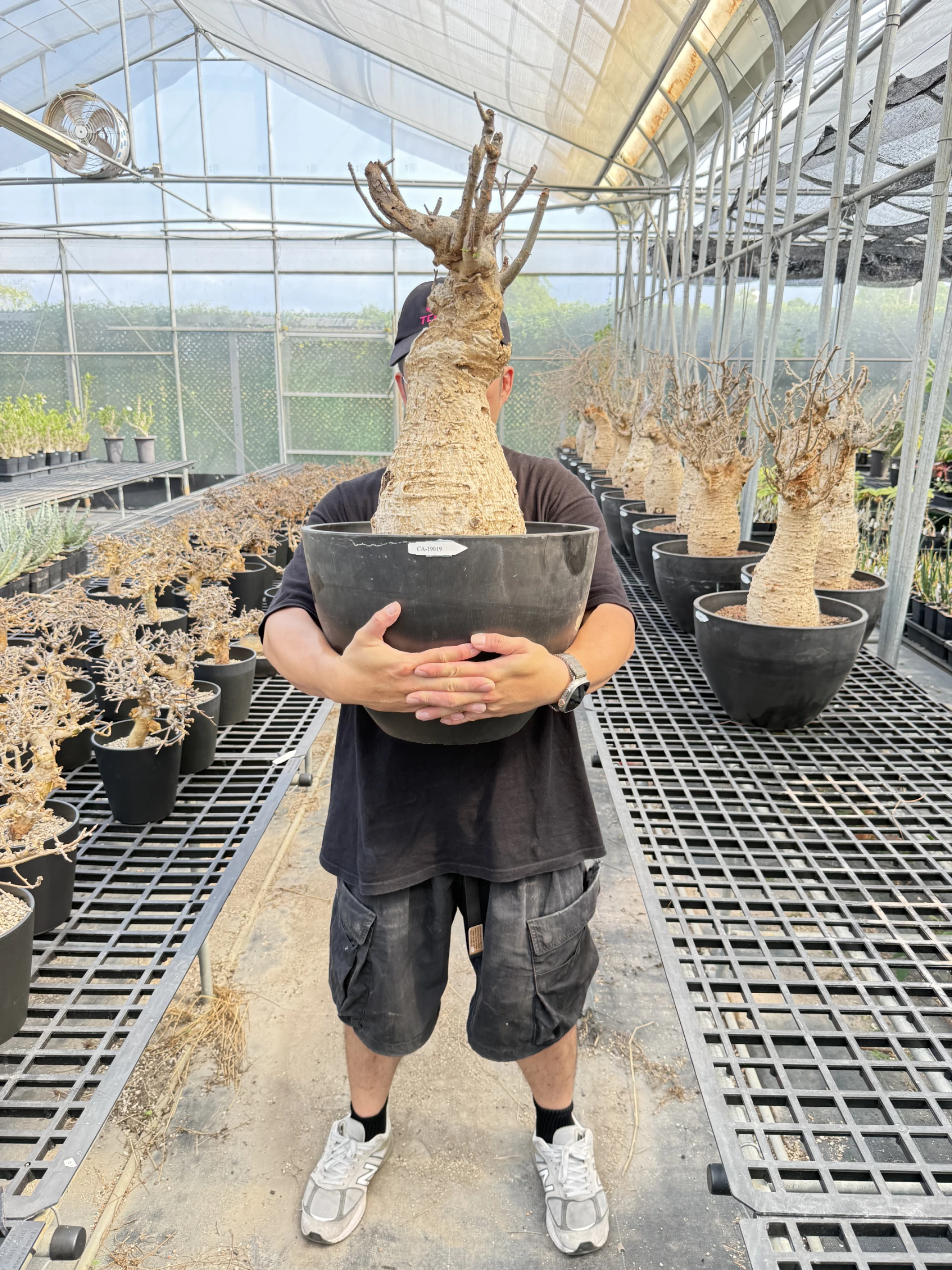 CA-19019 猢猻木 Adansonia digitata 2026-09-15