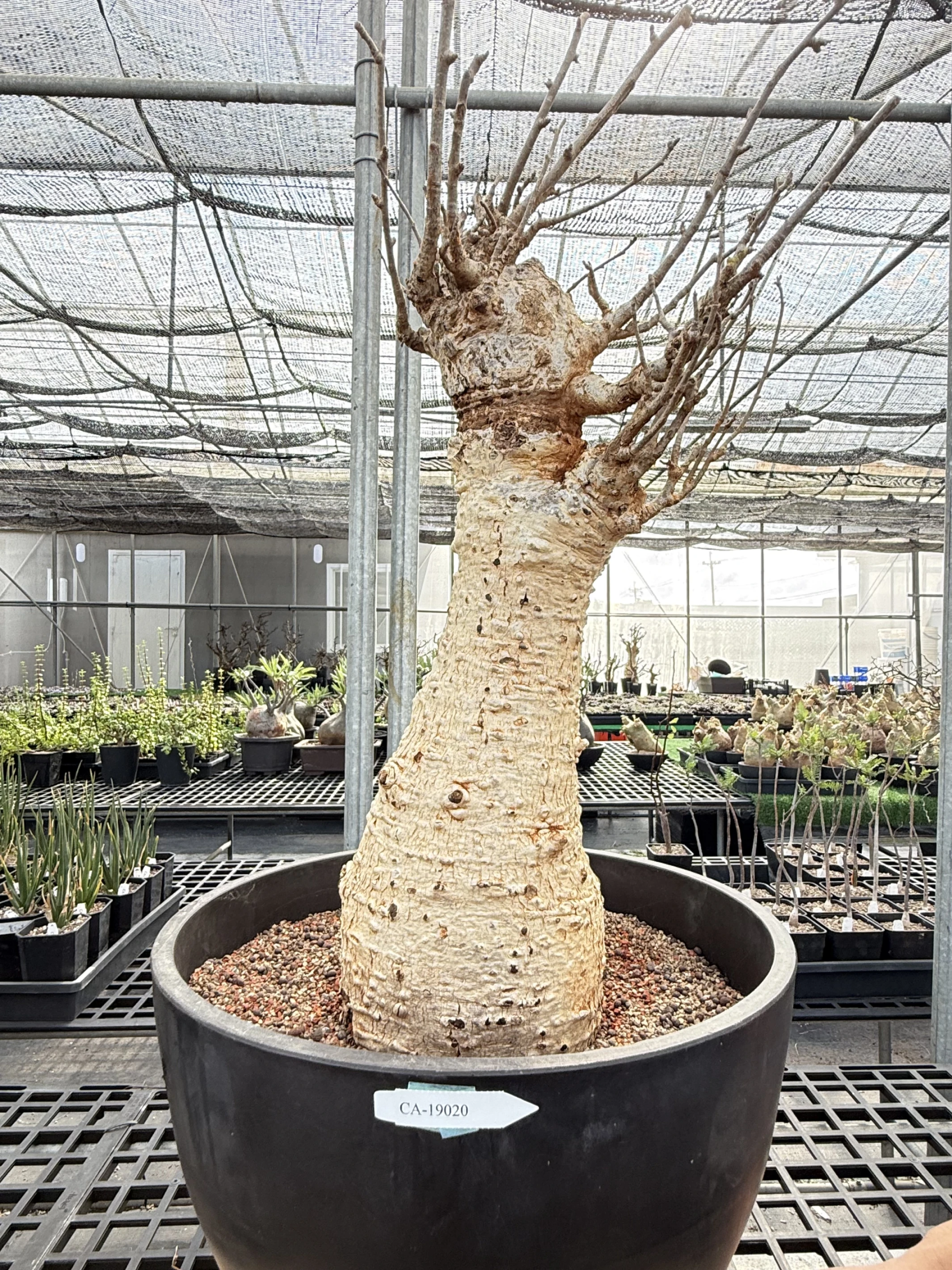 CA-19020 猢猻木 Adansonia digitata 2026-09-15