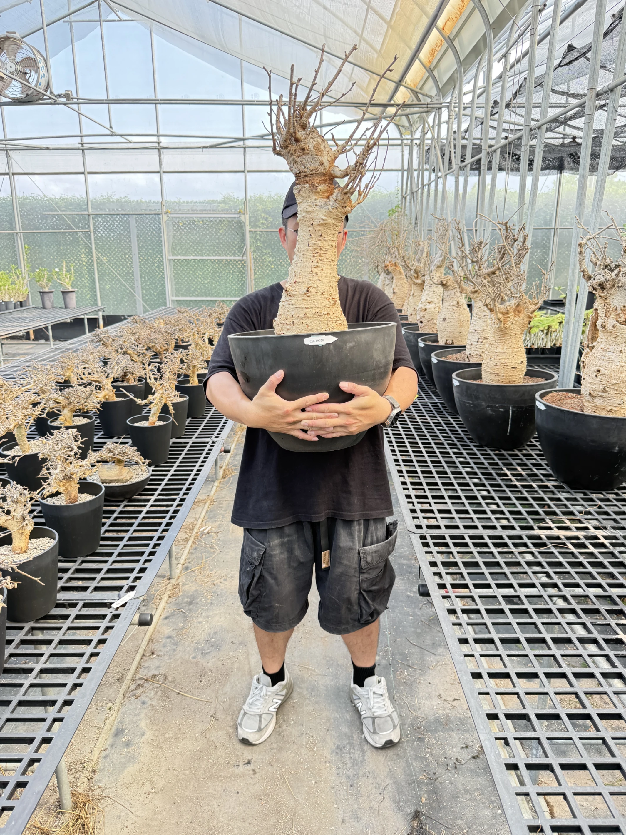 CA-19020 猢猻木 Adansonia digitata 2026-09-15