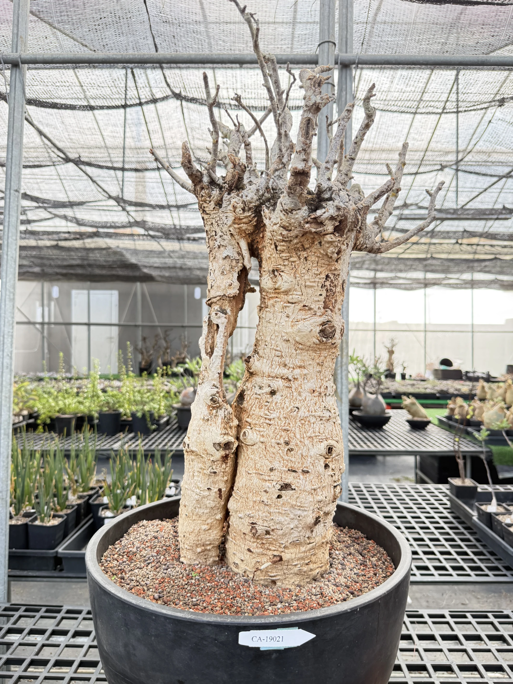 CA-19021 猢猻木 Adansonia digitata 2026-09-15