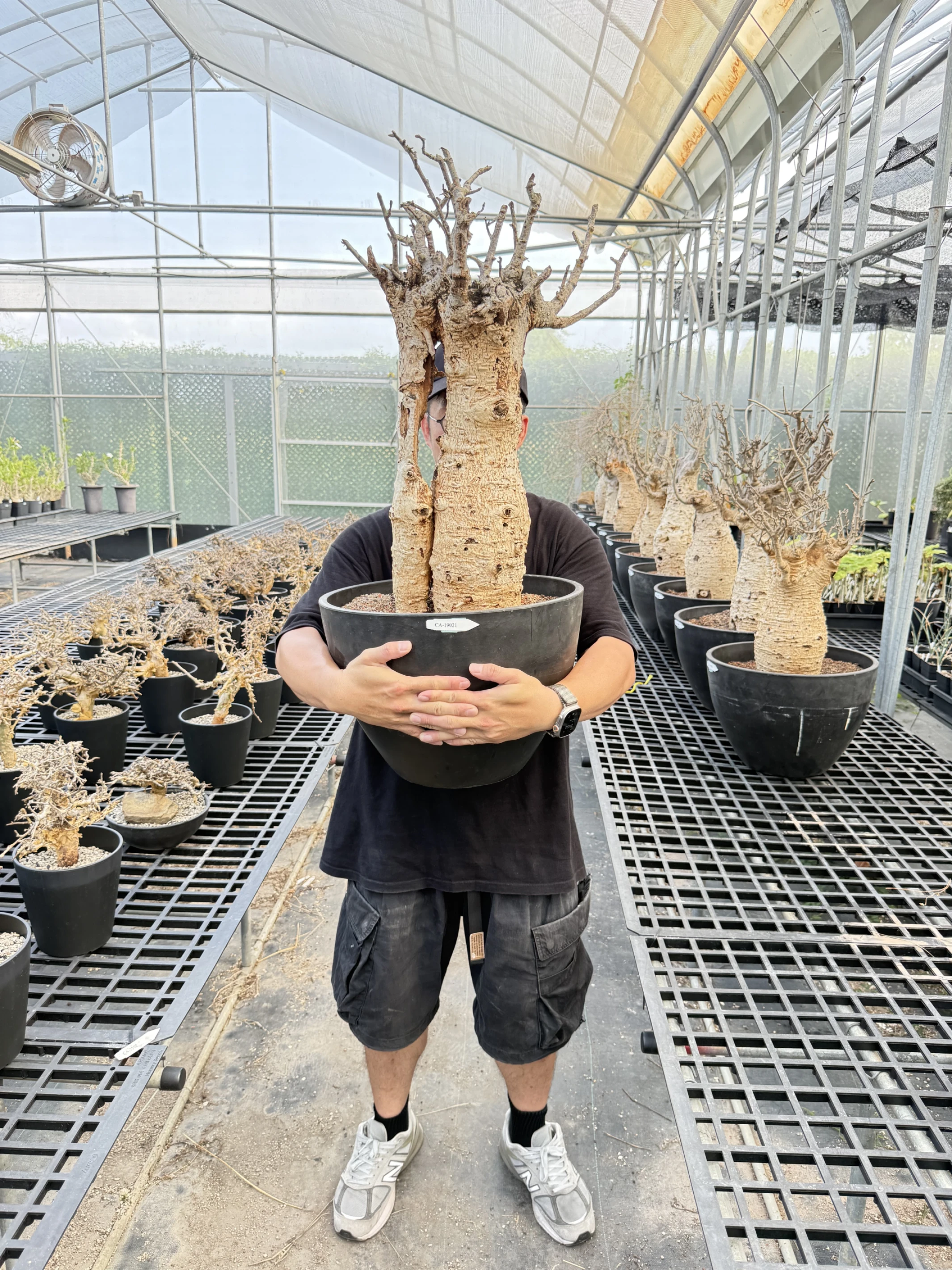 CA-19021 猢猻木 Adansonia digitata 2026-09-15