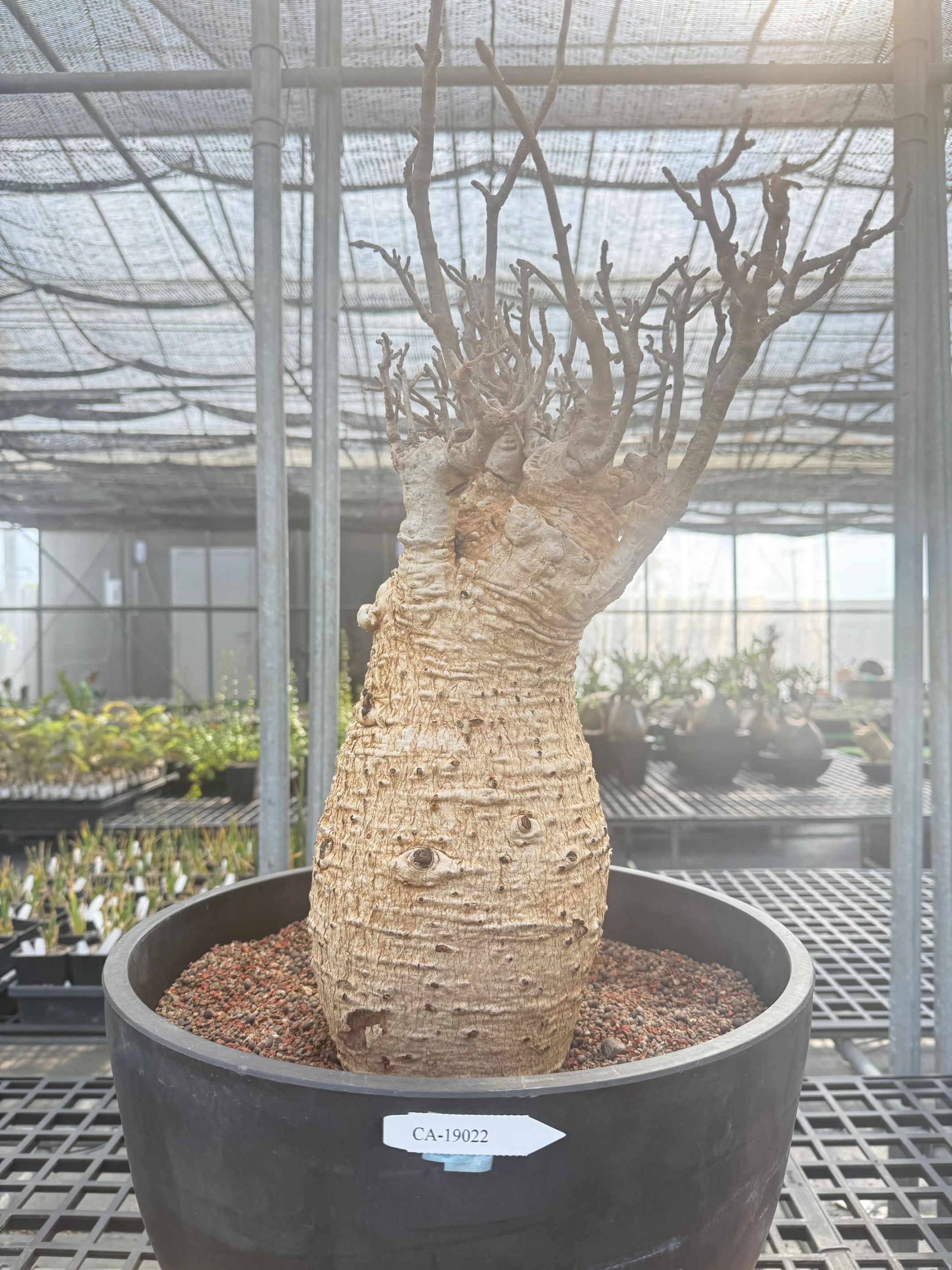 CA-19022 猢猻木 Adansonia digitata 2026-09-15